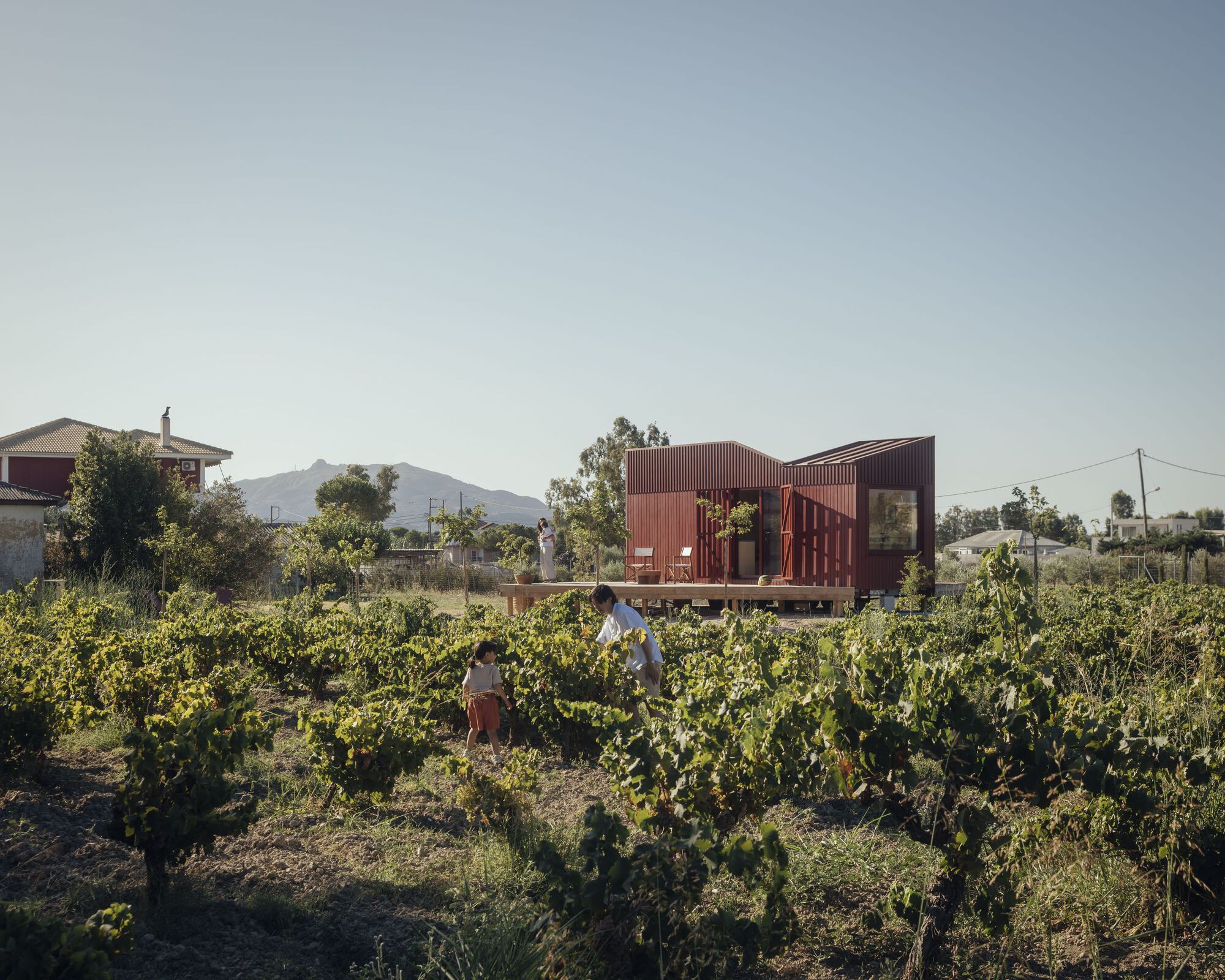 View across the vineyard with two figures walking among the vines in afternoon light