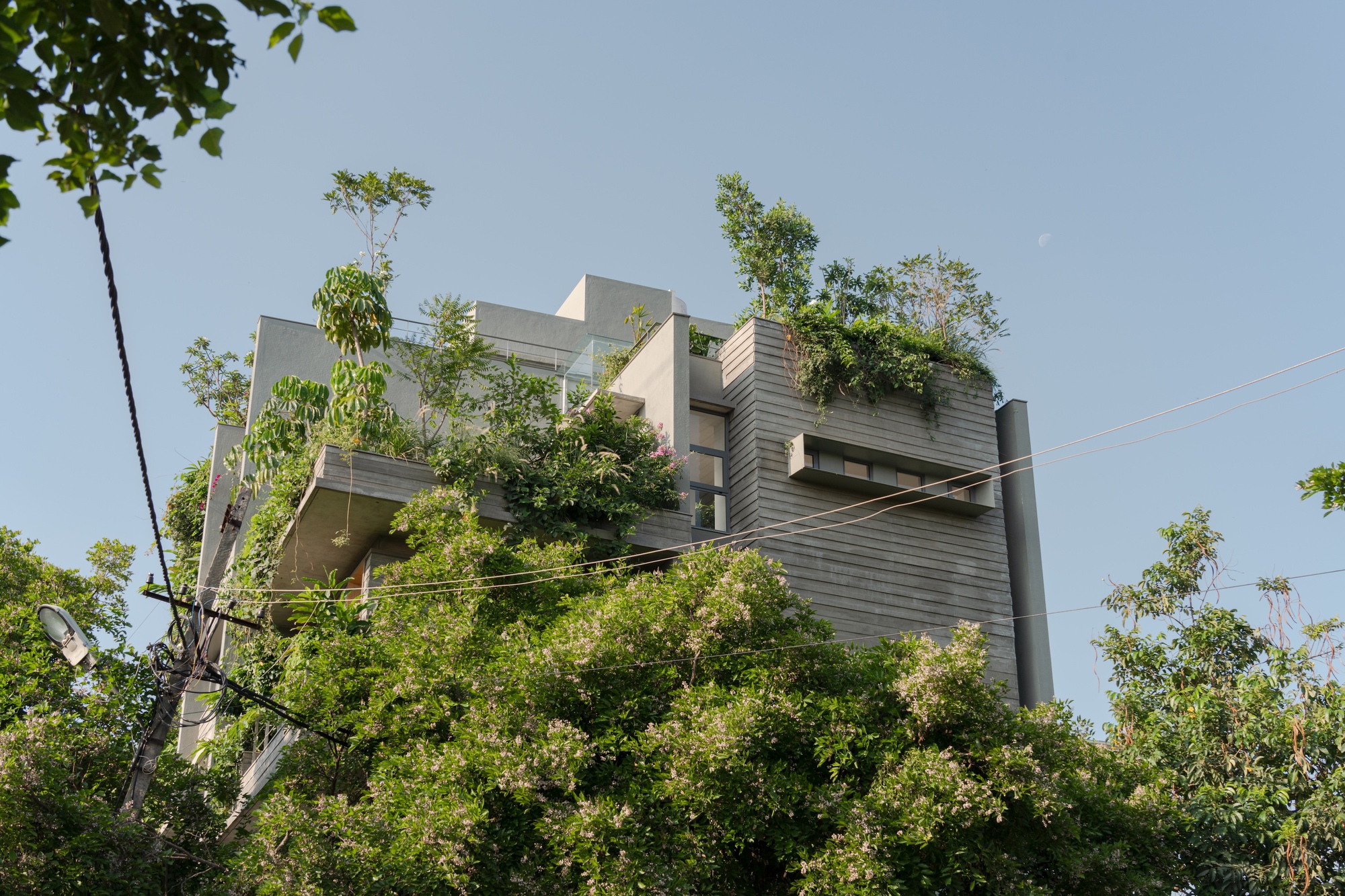 Stacked concrete volumes with planted rooftop terraces rising above dense foliage and power lines
