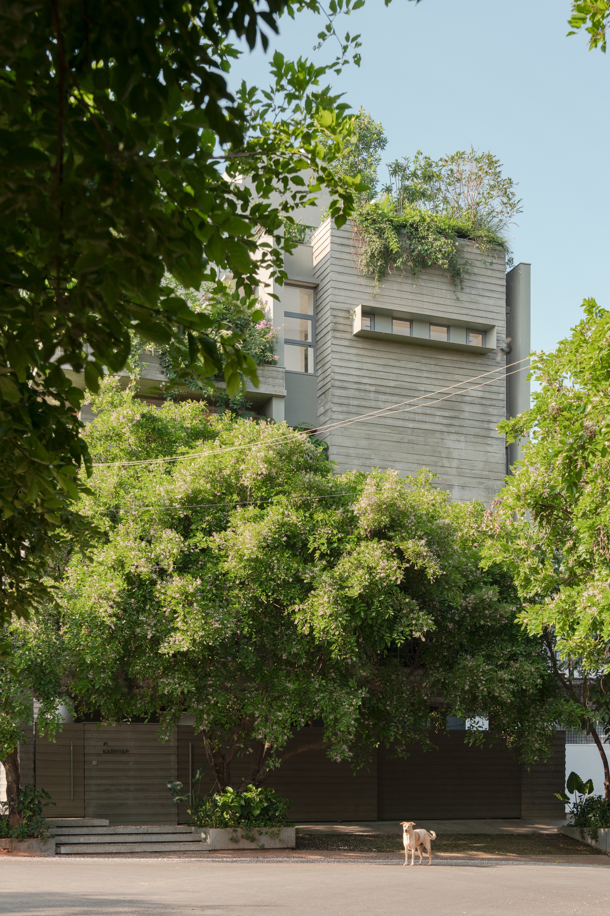 Street view of the horizontally ribbed concrete facade with a dog standing on the entry platform