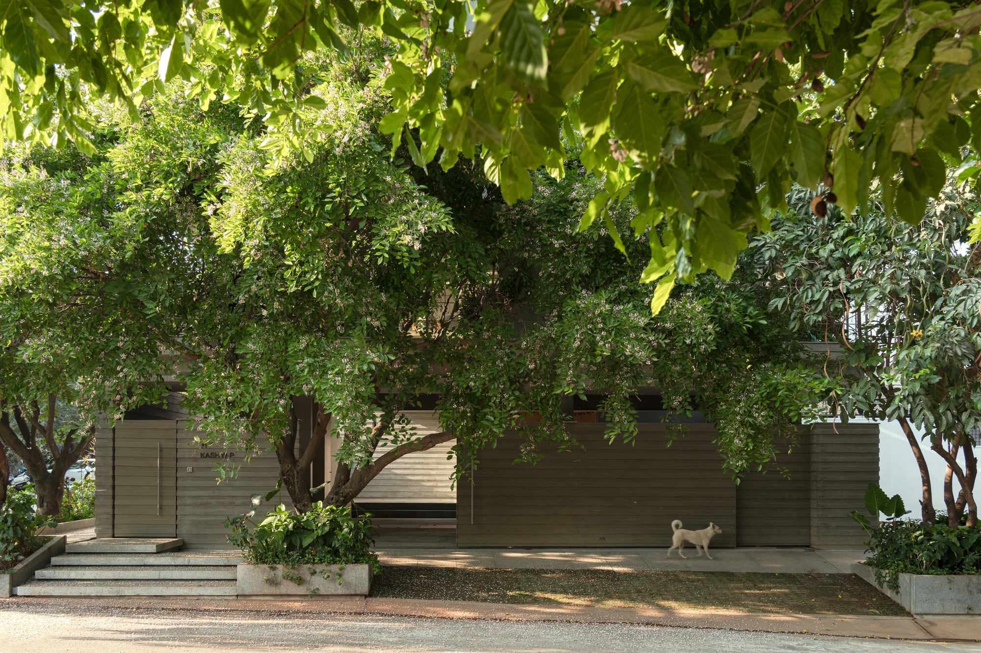 Entry courtyard with concrete walls, planted beds and mature trees casting dappled sunlight across the pavement