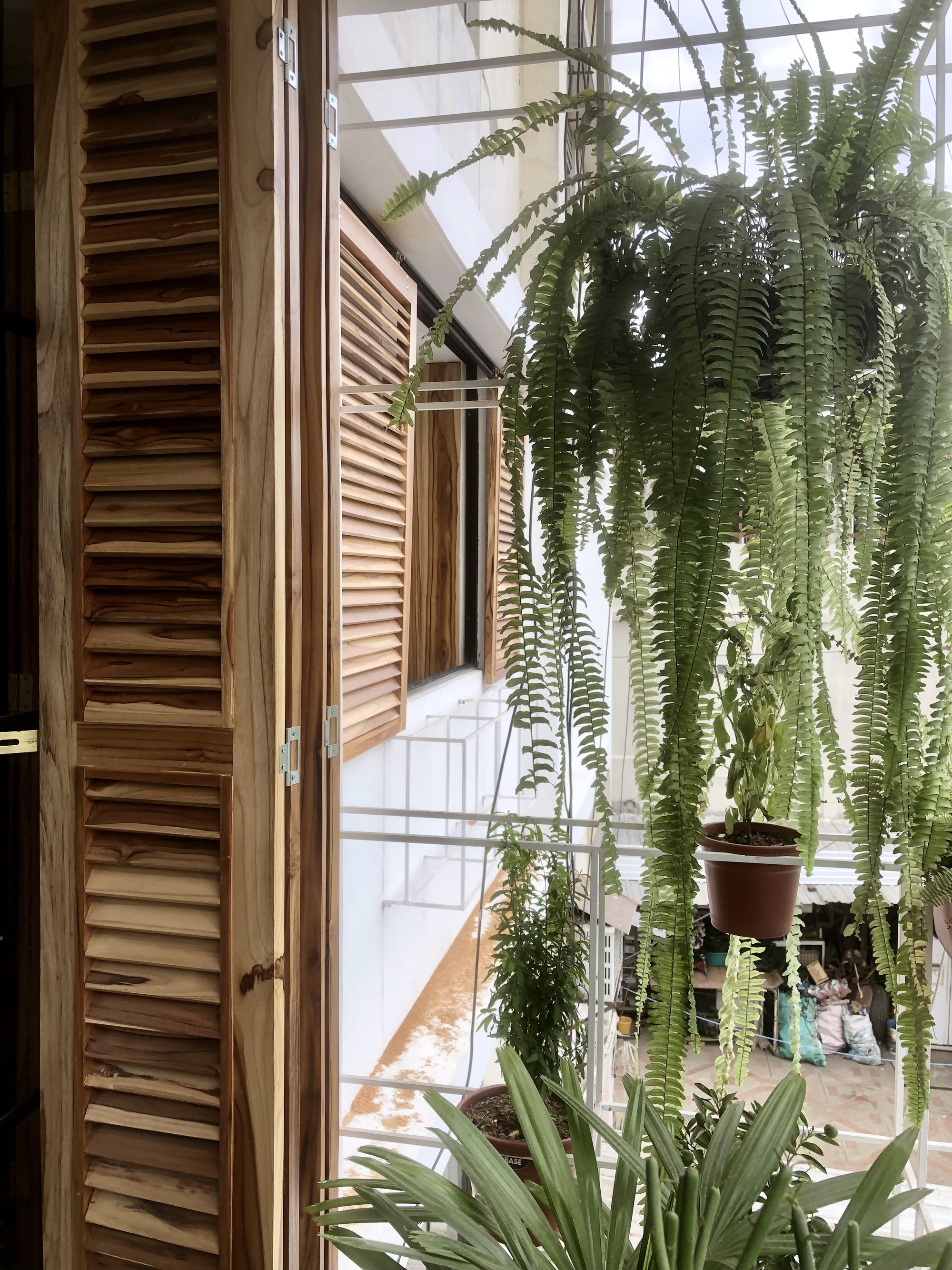 Timber louvered shutters opened beside hanging ferns and potted plants under a glazed skylight