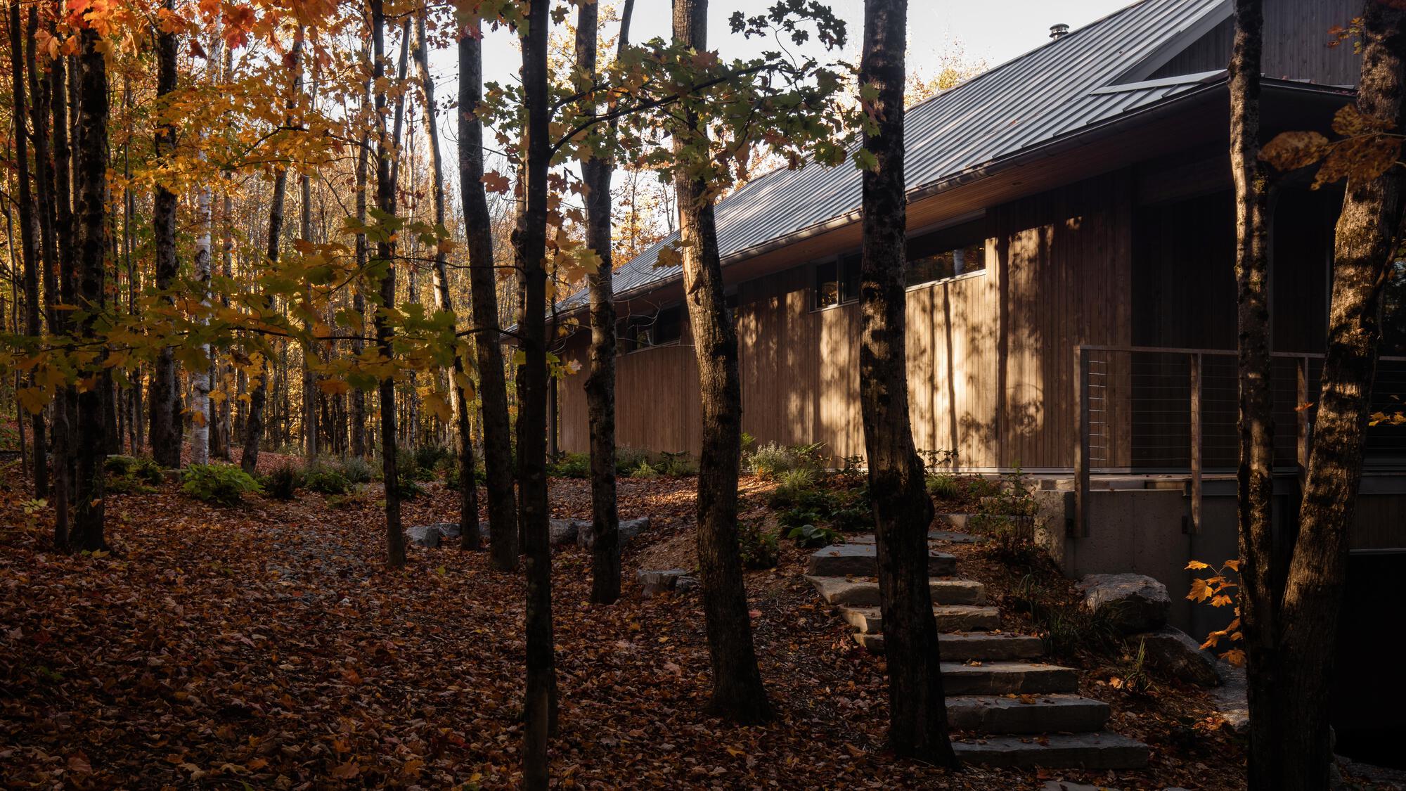 Timber facade with metal roof and stepping stone path through forest floor in dappled sunlight