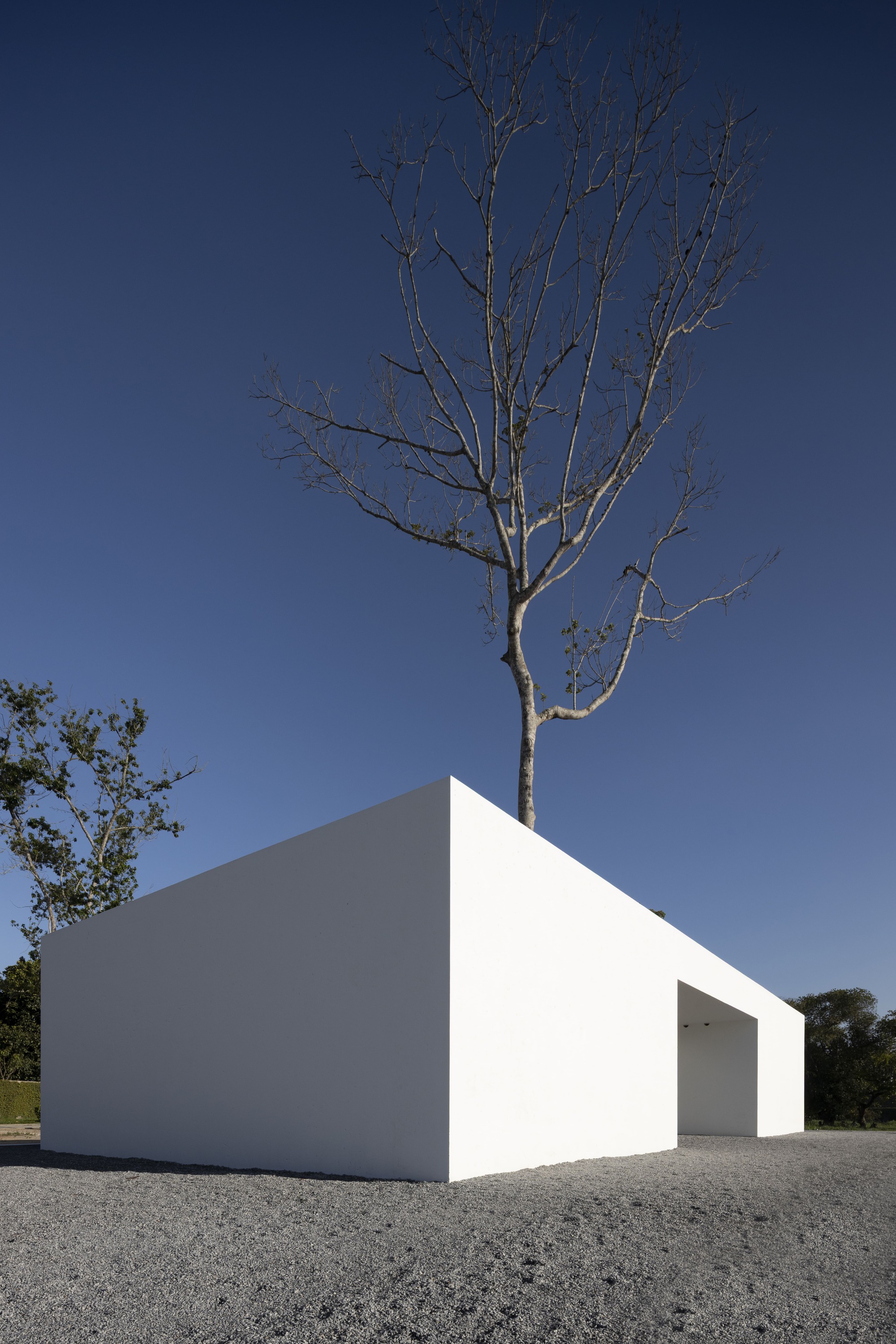 White cubic volume with a deep entrance recess and a bare tree rising from the rooftop