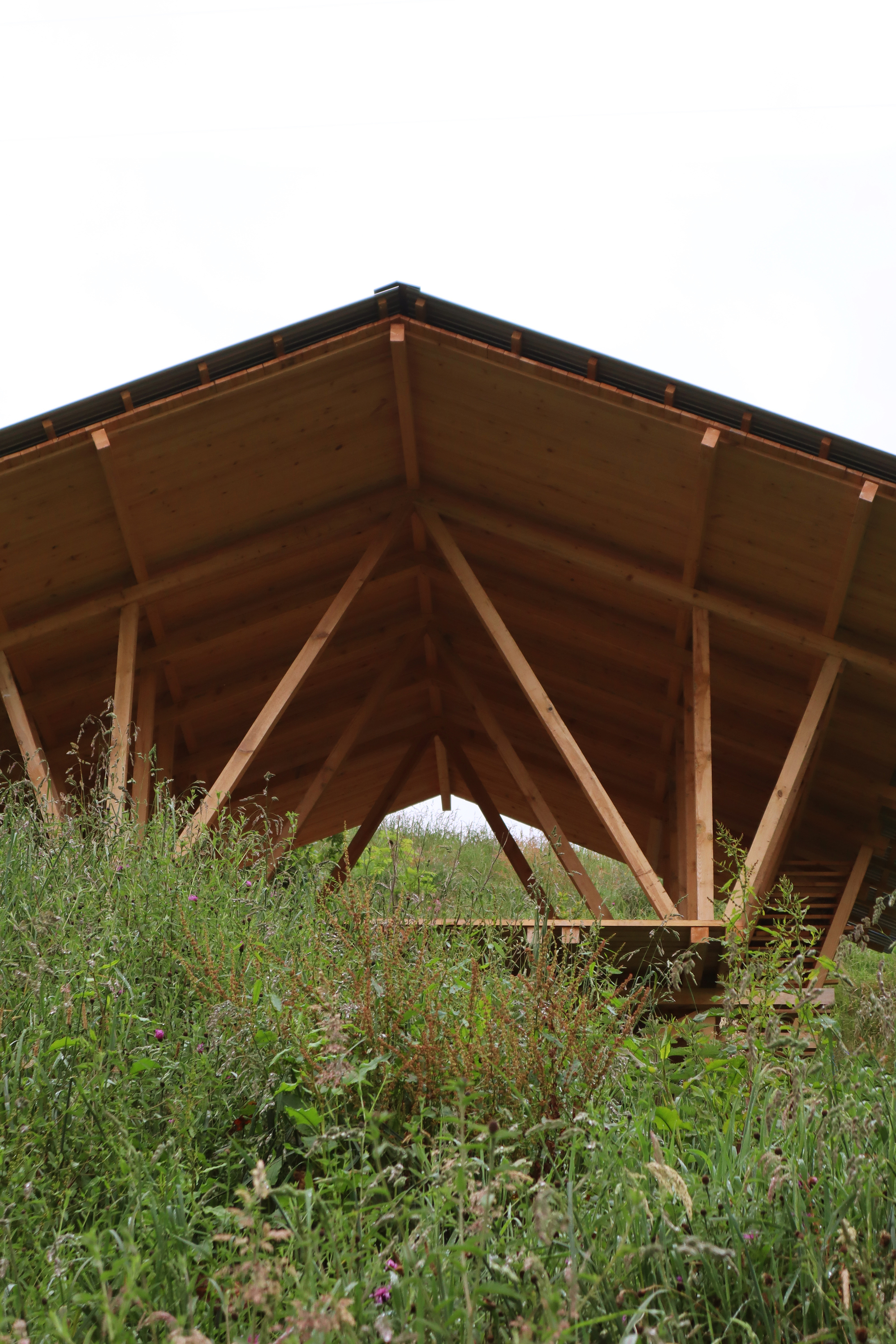 View beneath the open timber pavilion showing diagonal bracing and plywood ceiling panels among wildflowers