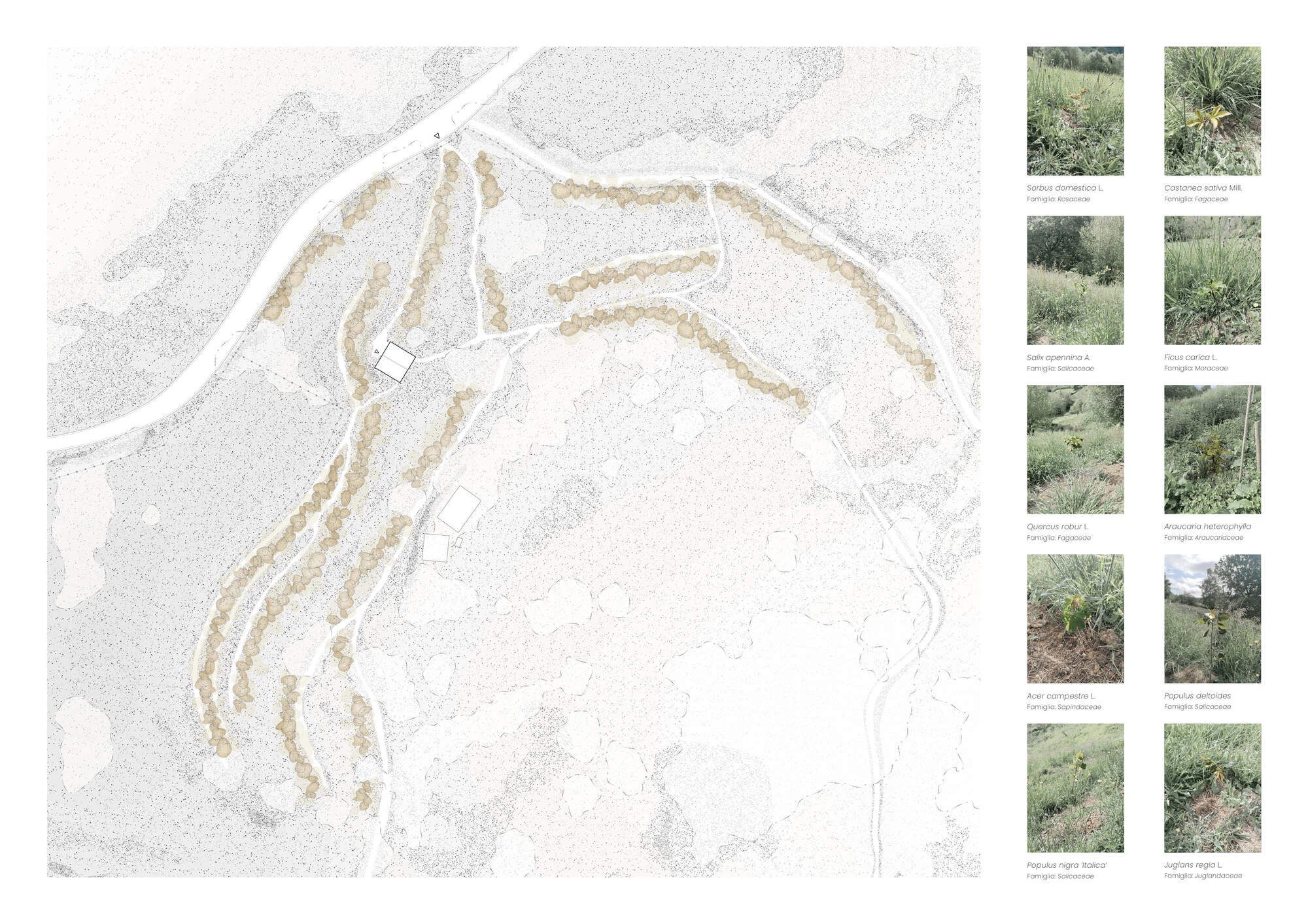 Site plan with terraced planting zones and a plant palette reference guide