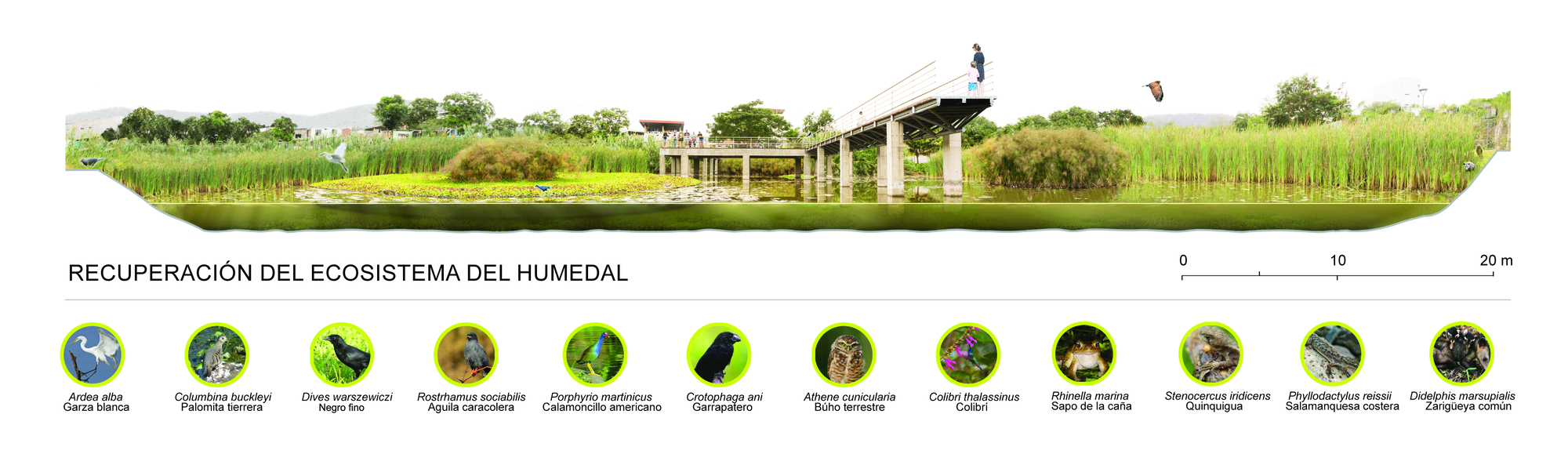 Section rendering showing wetland ecosystem restoration with native grasses, water, pavilion structure and biodiversity icons below