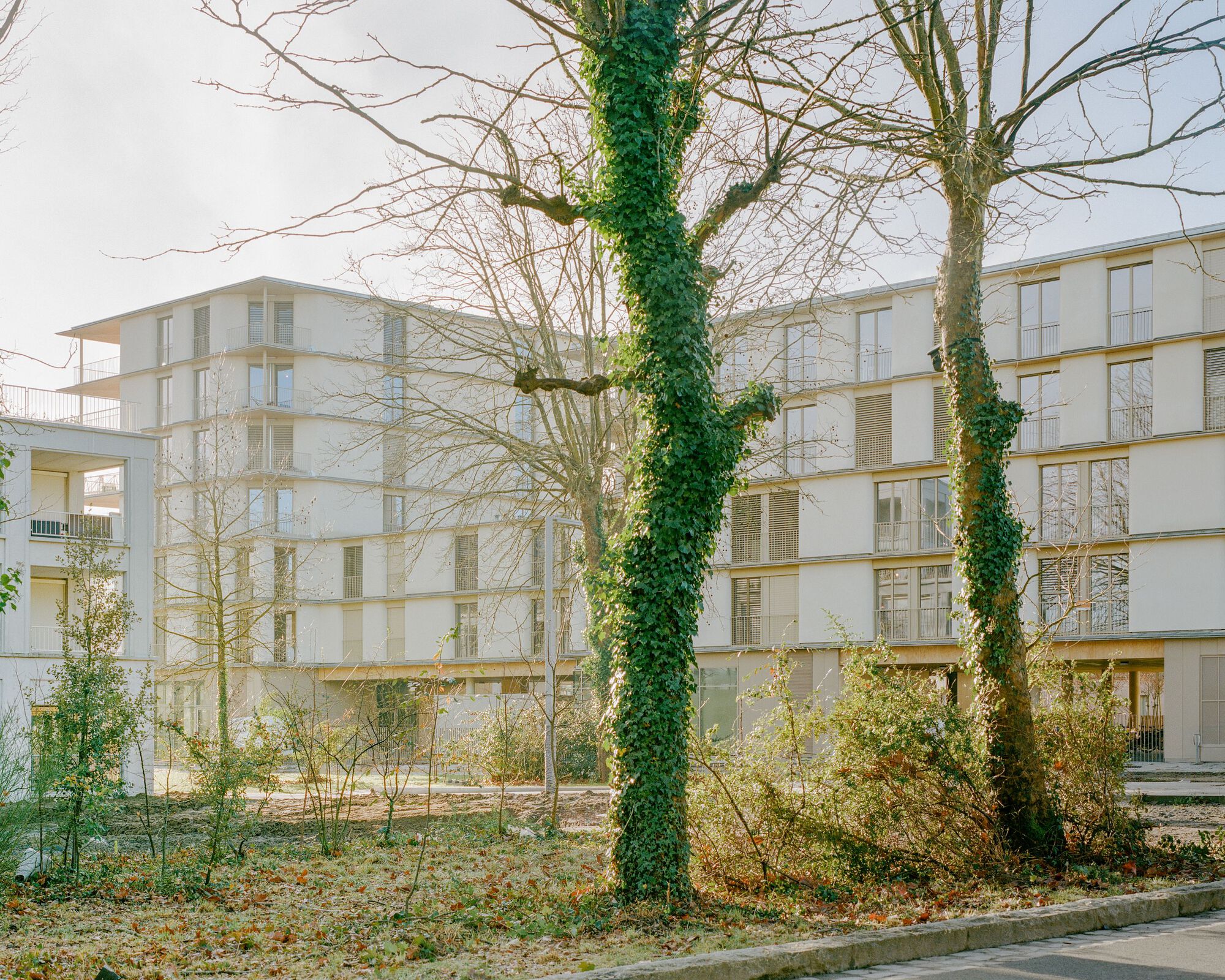 Ivy-covered tree trunks in foreground with residential blocks visible through winter landscape
