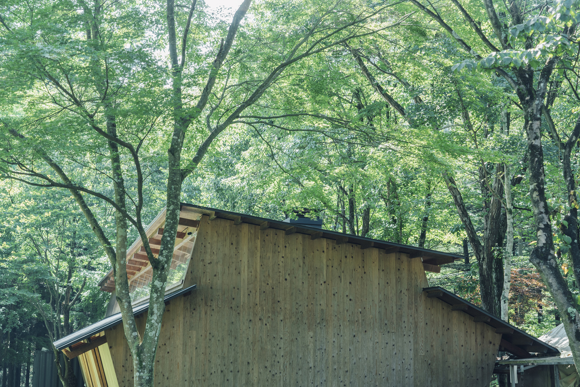 Vertical timber-clad facade with angled roof emerging from dense deciduous tree canopy