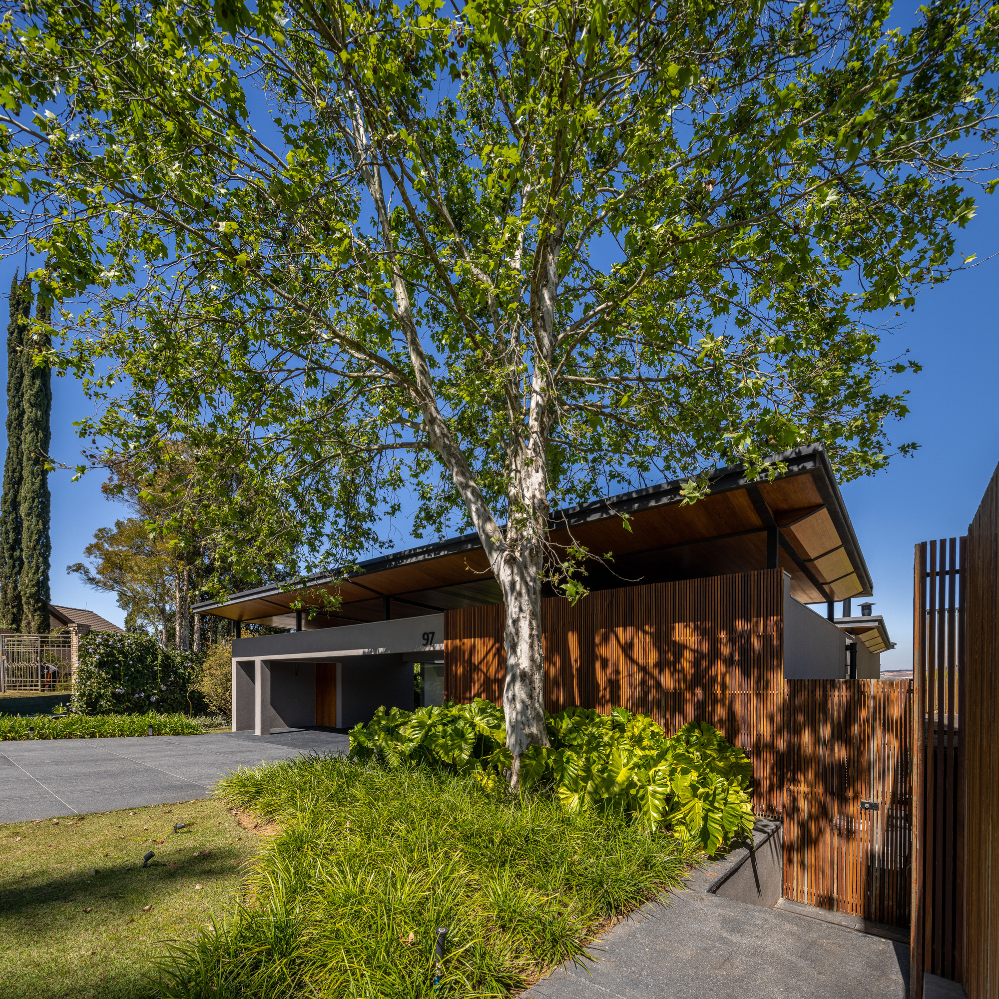 Street view of the timber-clad facade with cantilevered roof beside a large sycamore tree
