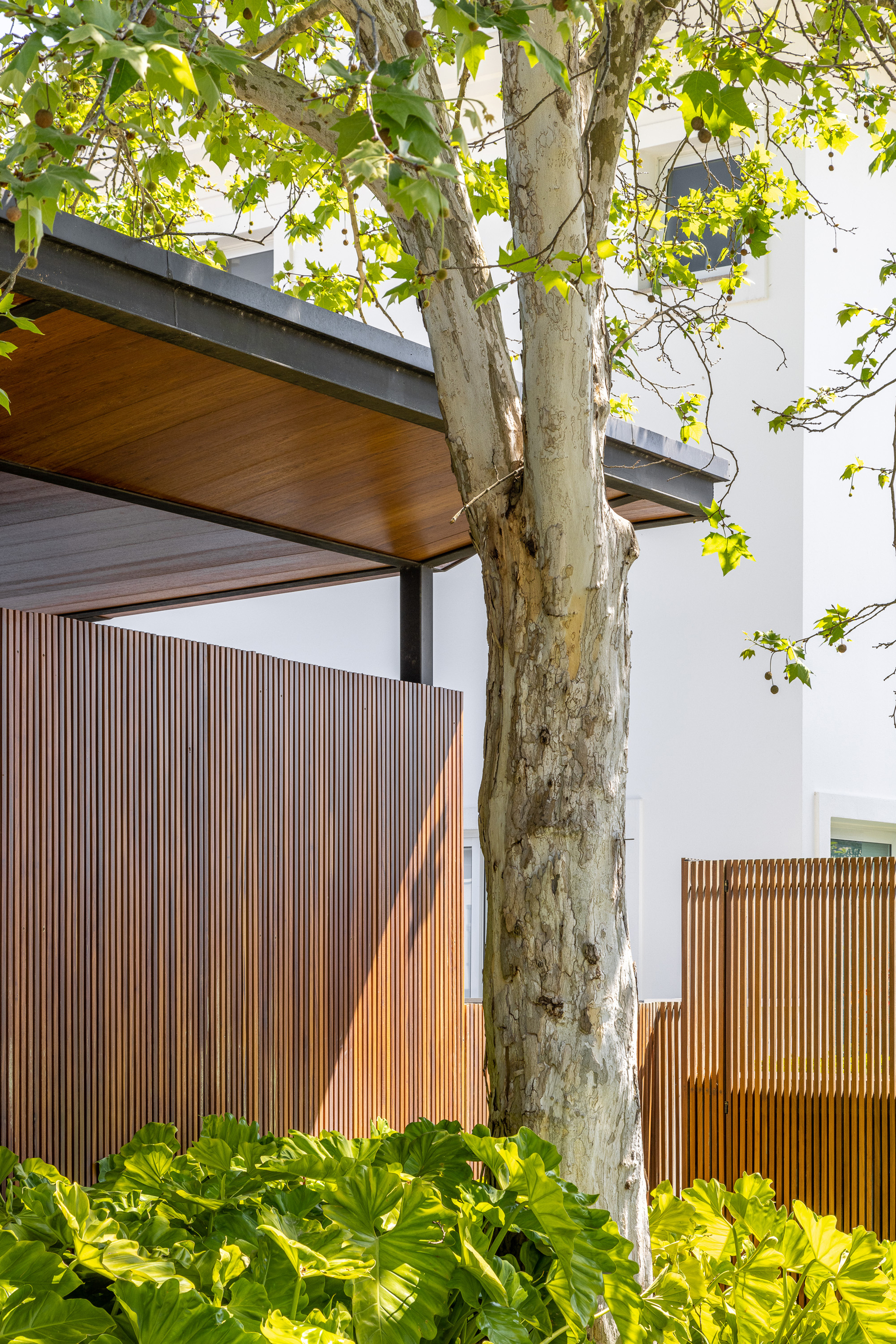 Vertical timber slat screen wall framed by a cantilevered roof soffit with a sycamore trunk in the foreground