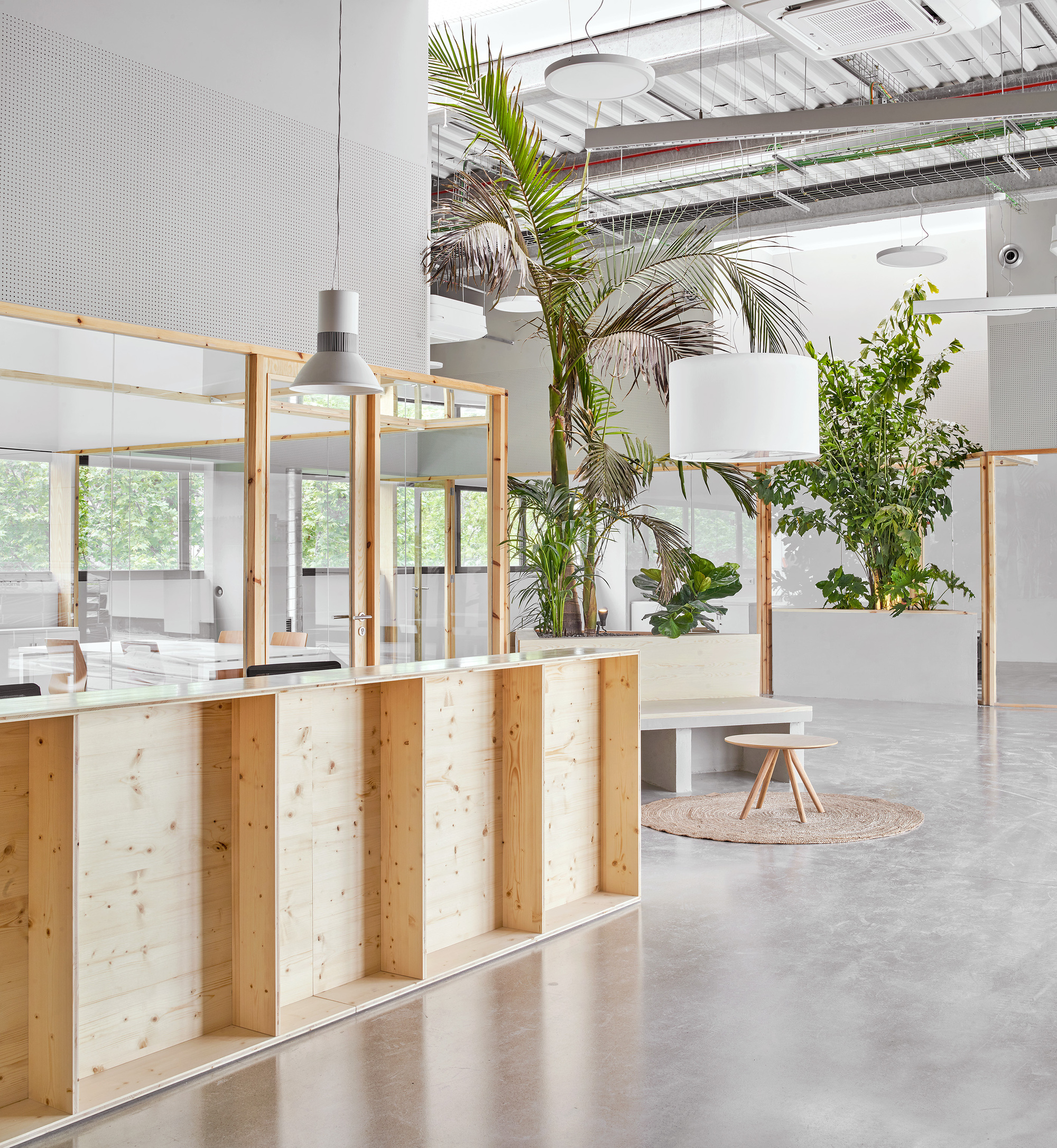 Open office floor with timber planter boxes and tall palms beneath exposed ceiling infrastructure