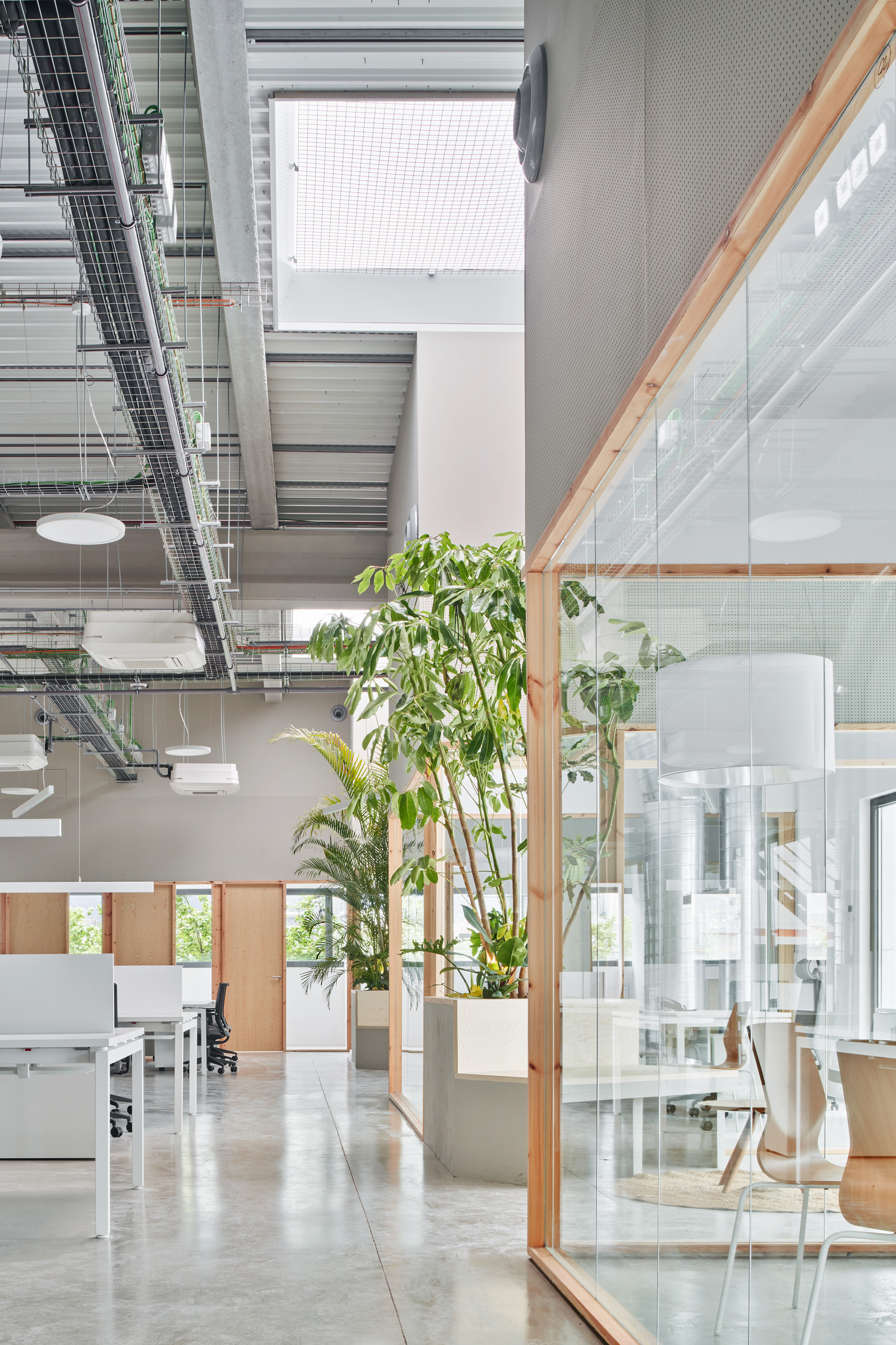 Corridor view through timber and glass partitions with planted palms in white boxes below exposed services