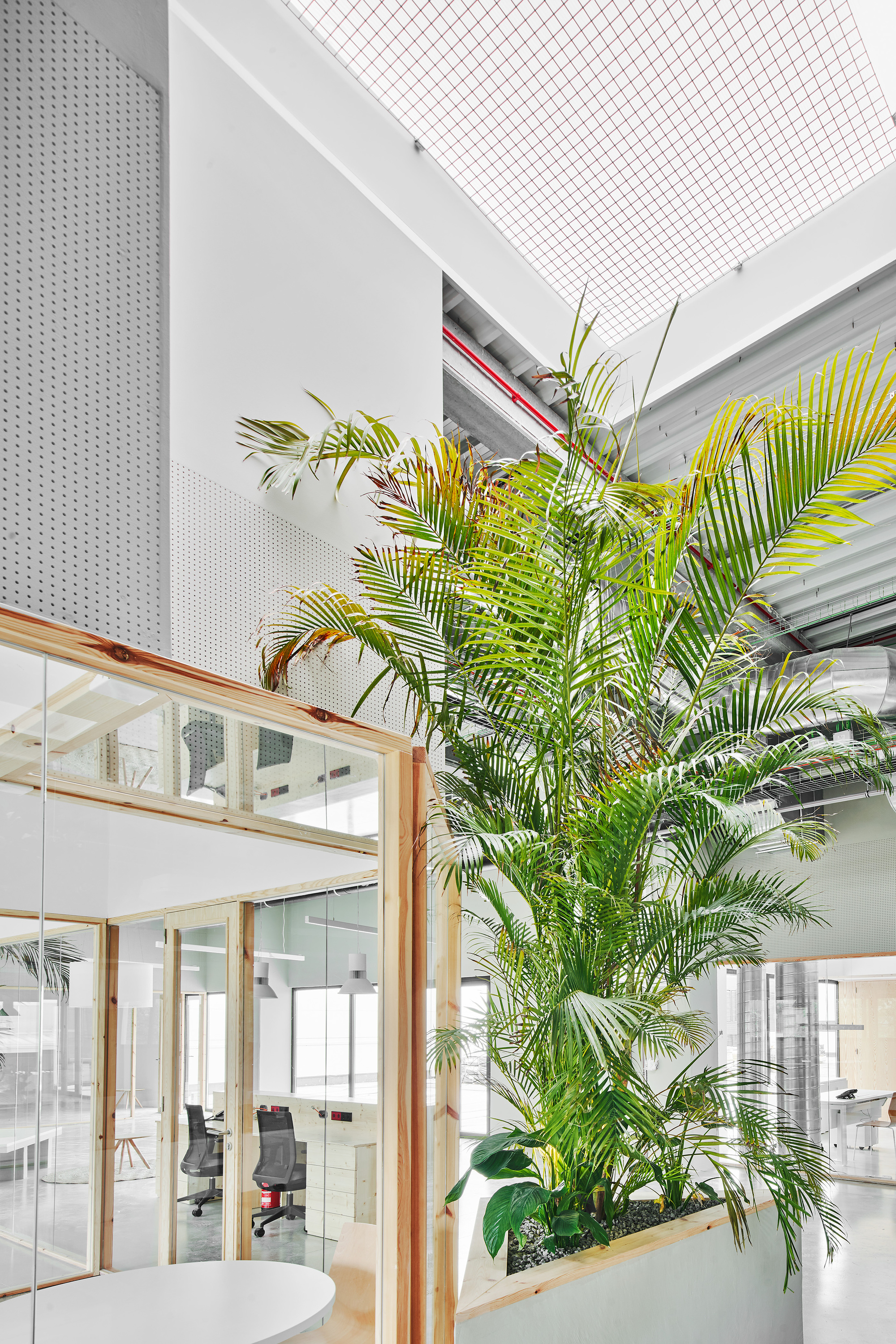 Tall palm tree rising through timber-framed glass partition beneath perforated white ceiling panels and skylight