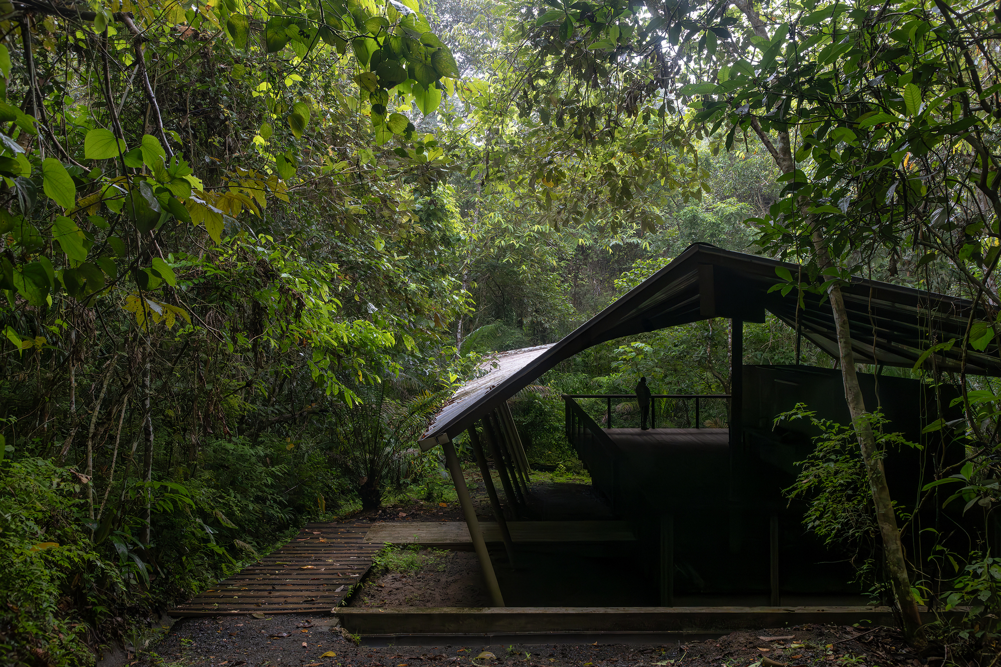 Timber boardwalk leading to a pavilion with angled roof and slender columns in dense rainforest