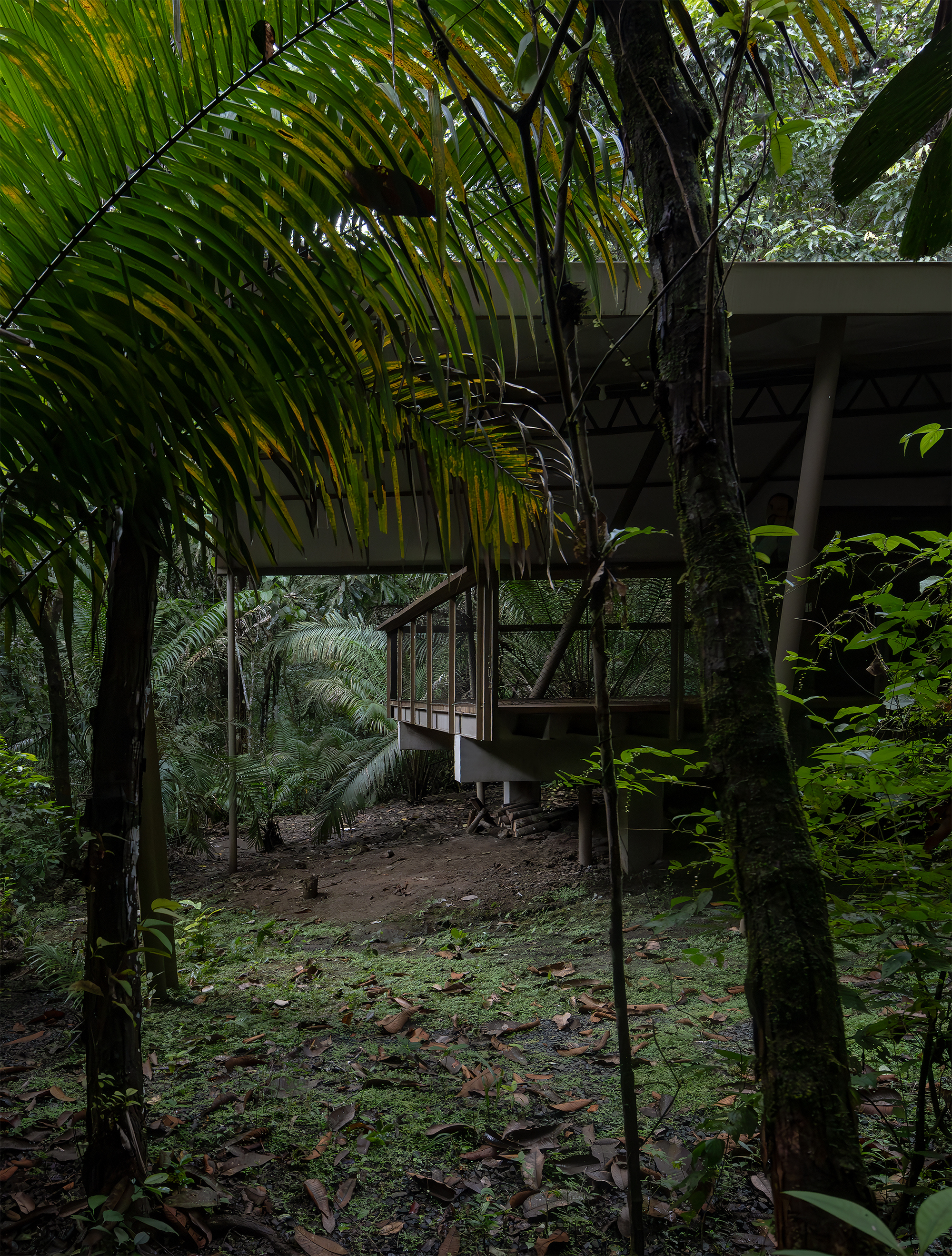 Steel staircase ascending through moss-covered tree trunks to the elevated structure above