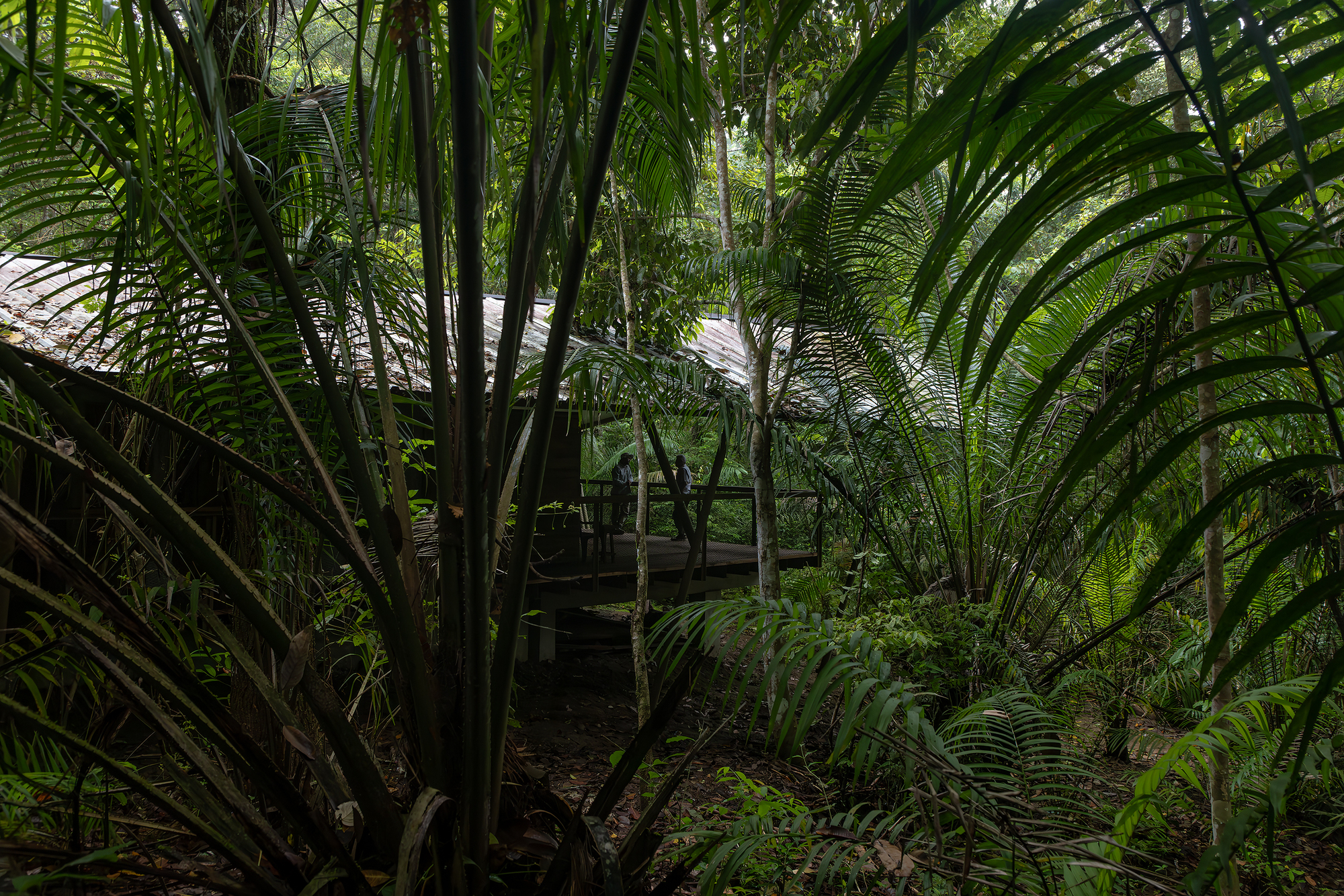 Glimpse of the raised platform through layers of palm fronds and undergrowth