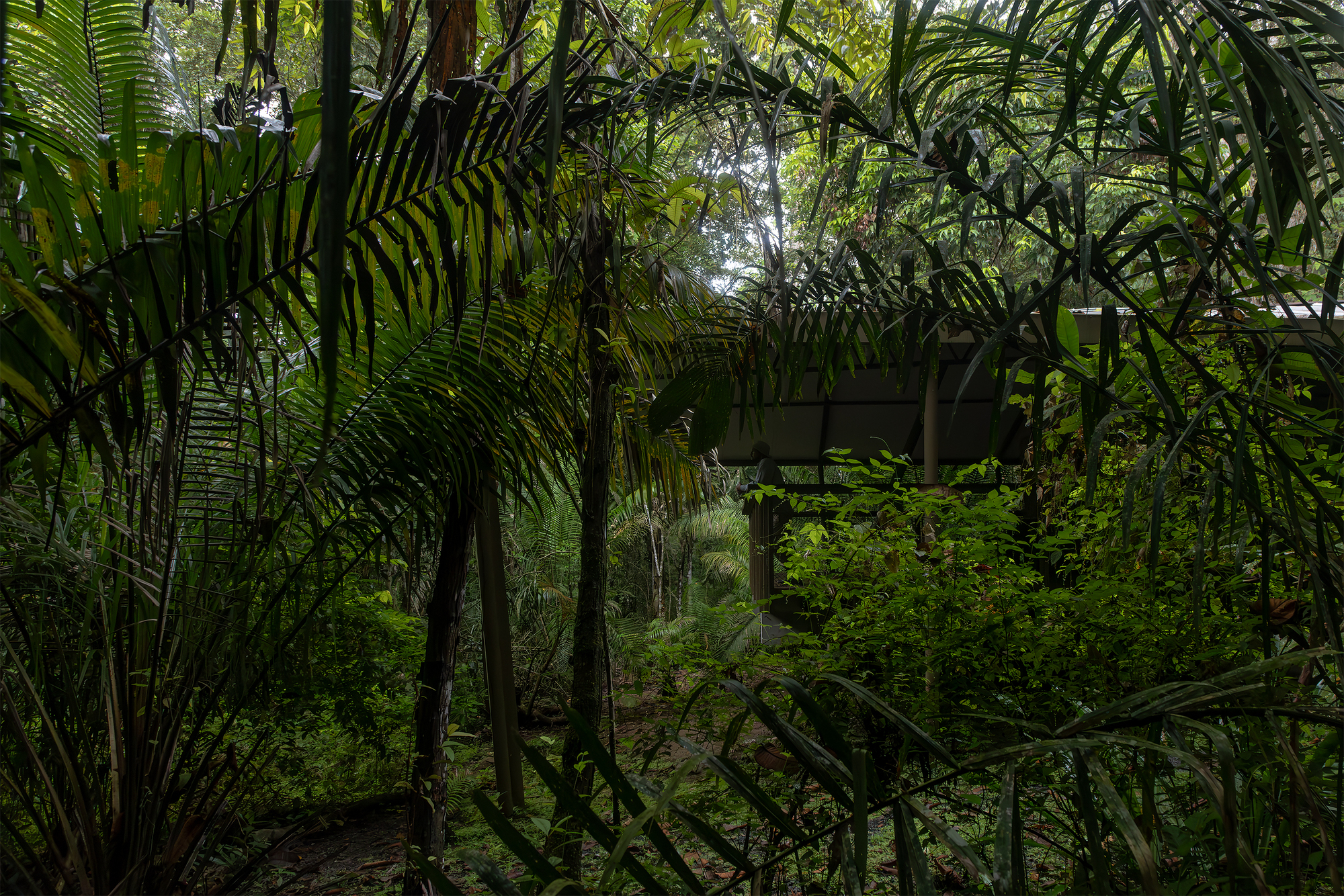 Distant view of the elevated pavilion nestled within the tropical canopy