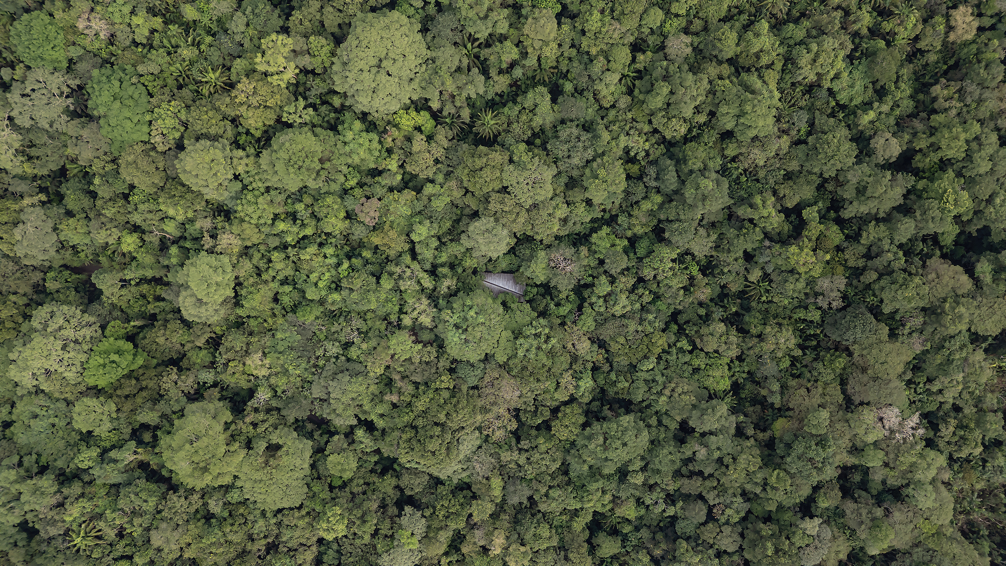 Aerial view of the angled roof structure nestled within dense rainforest canopy