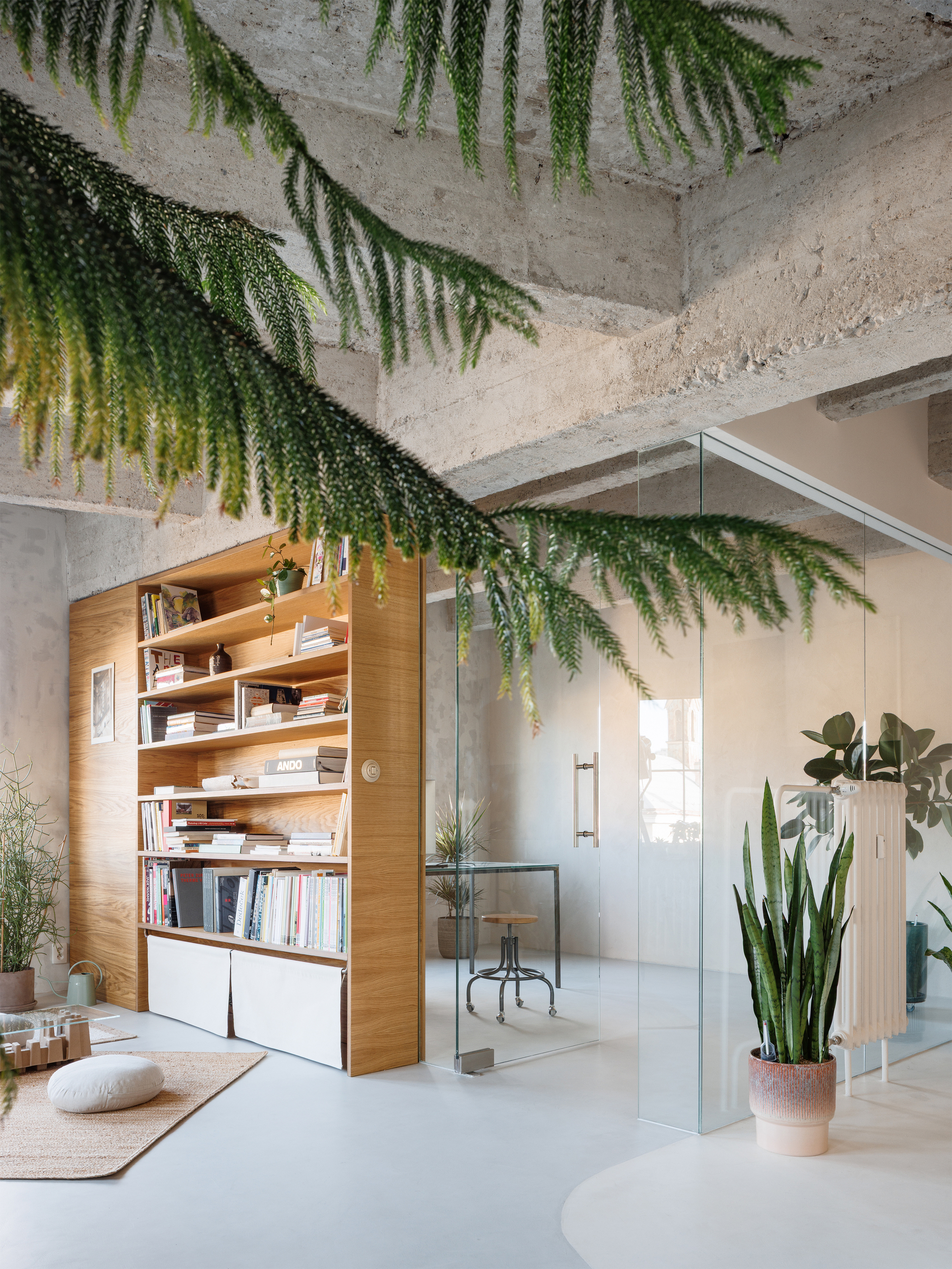 Glass partition and oak bookcase beneath cascading foliage plants suspended from concrete ceiling