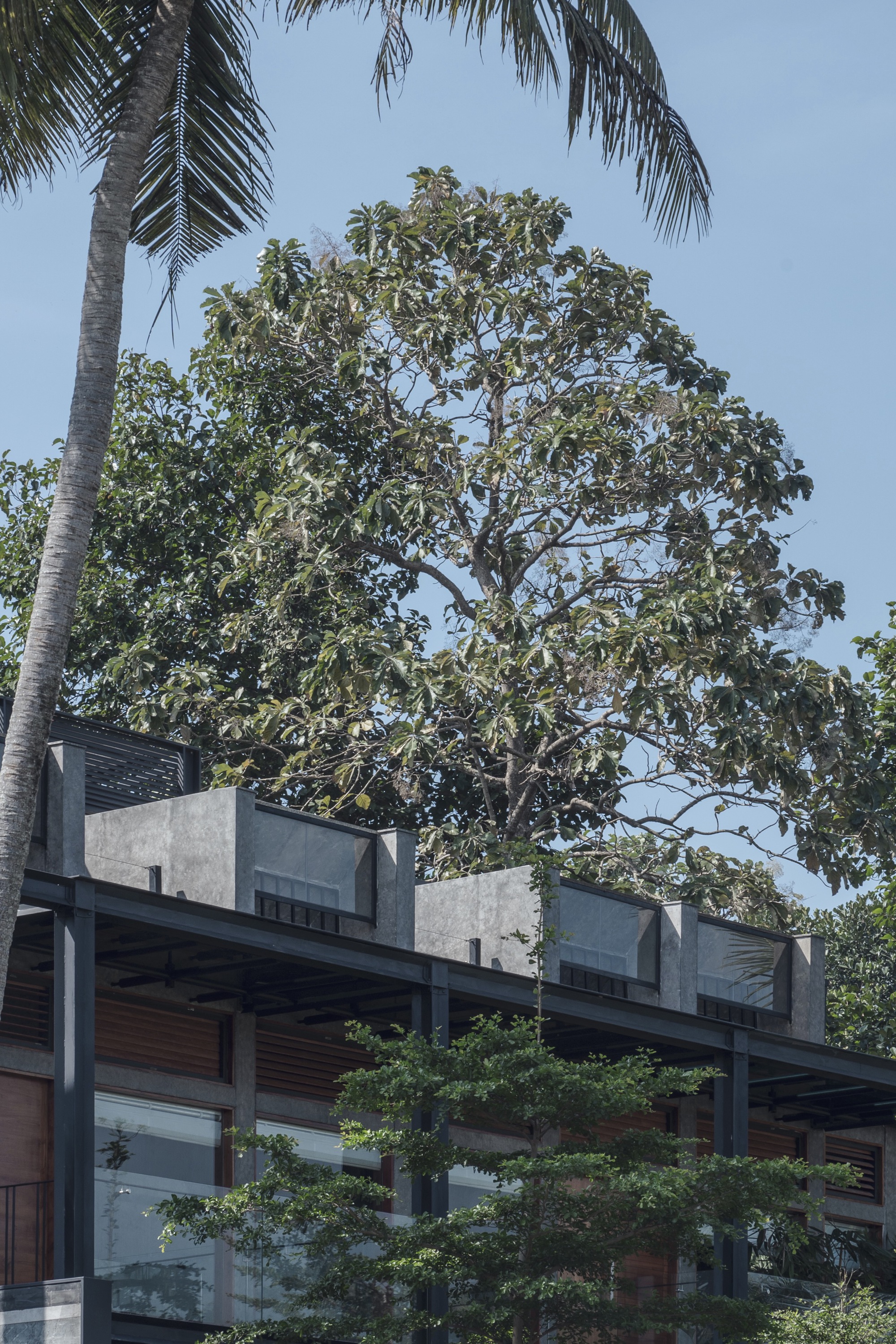 Concrete facade with steel-frame roof terrace nestled beneath a mature tree canopy and palm