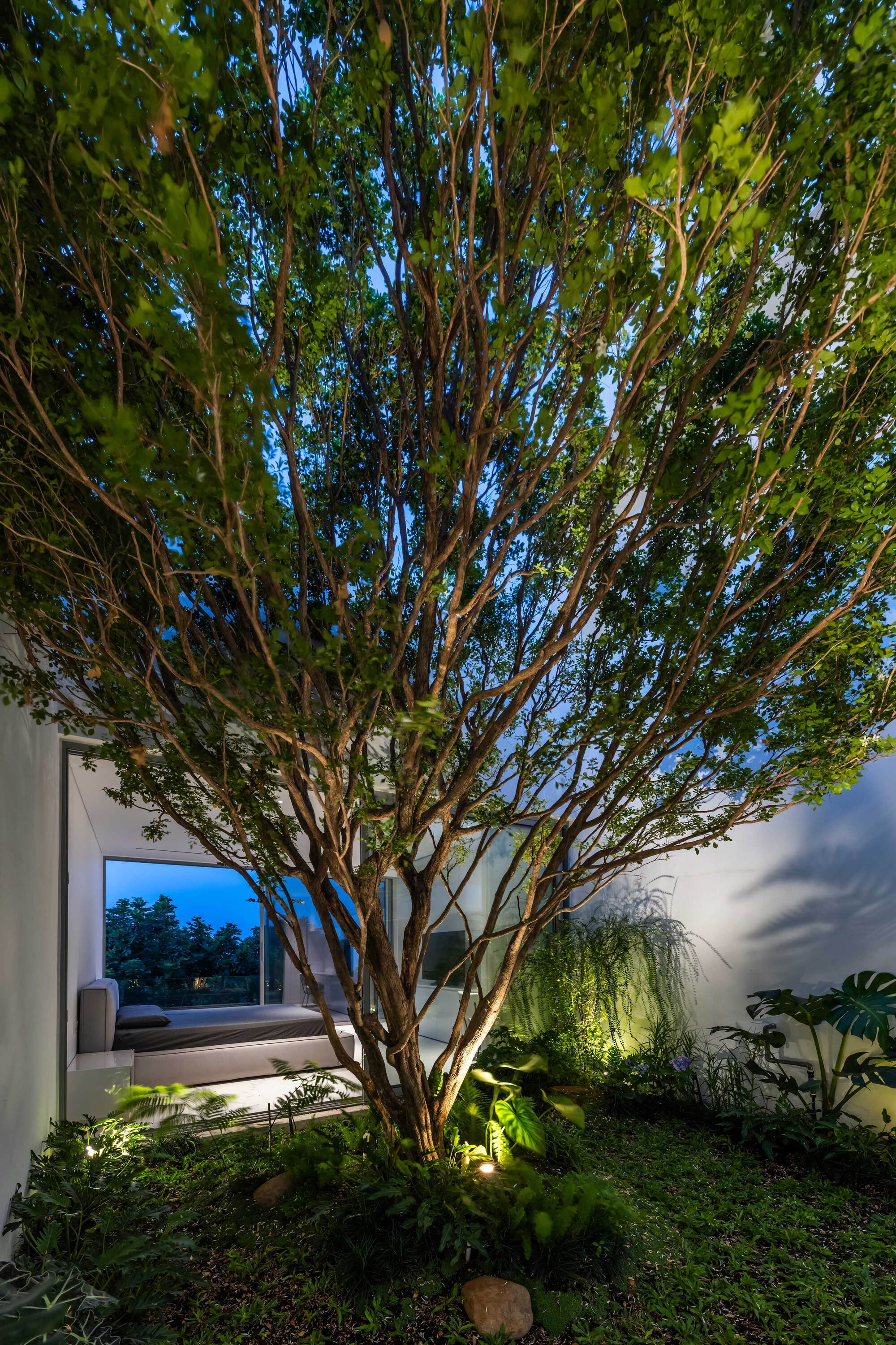 Courtyard view at twilight with a multi-trunk tree surrounded by low planted beds and uplighting