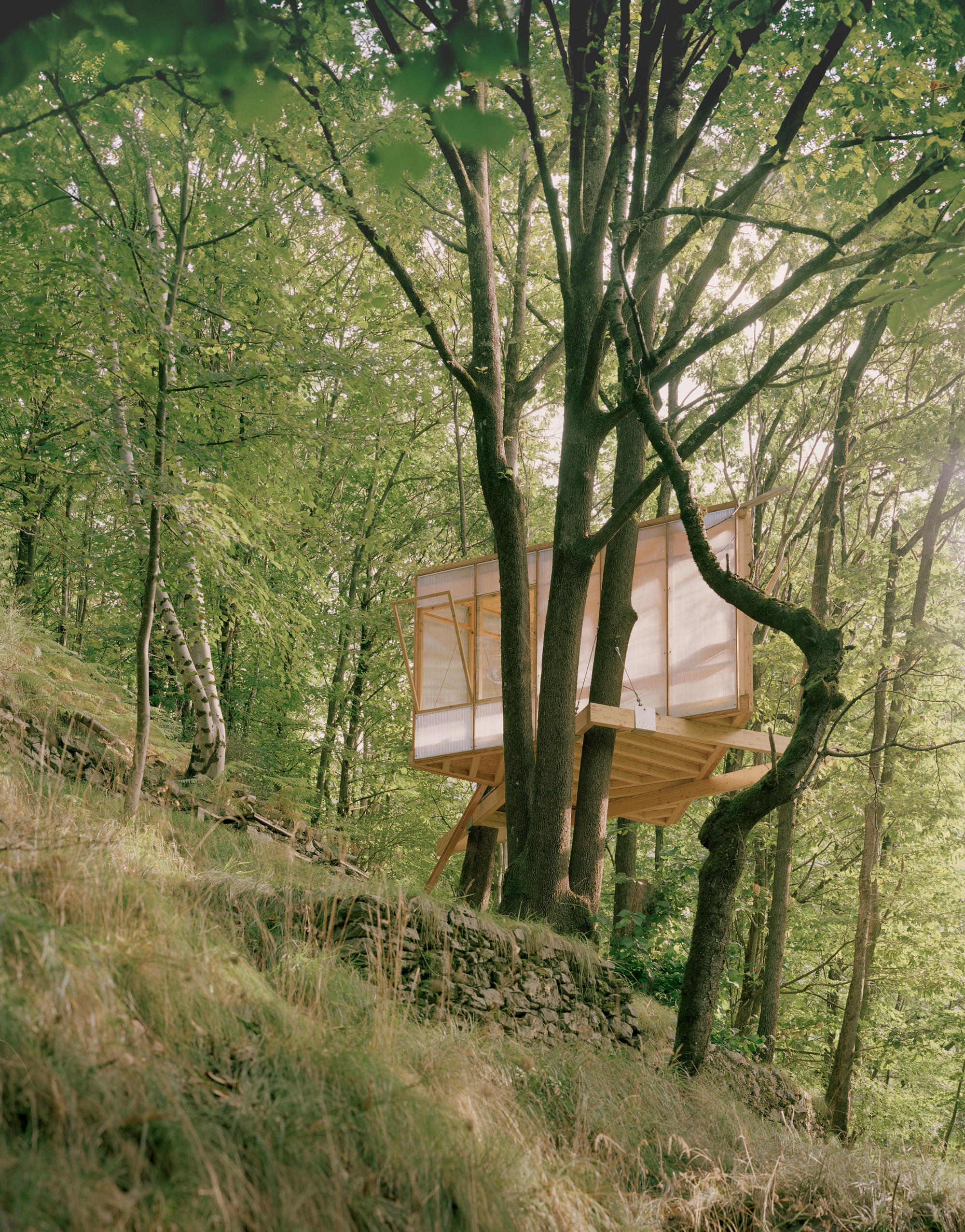 Raised pavilion structure on sloping terrain surrounded by birch and oak trees in filtered light