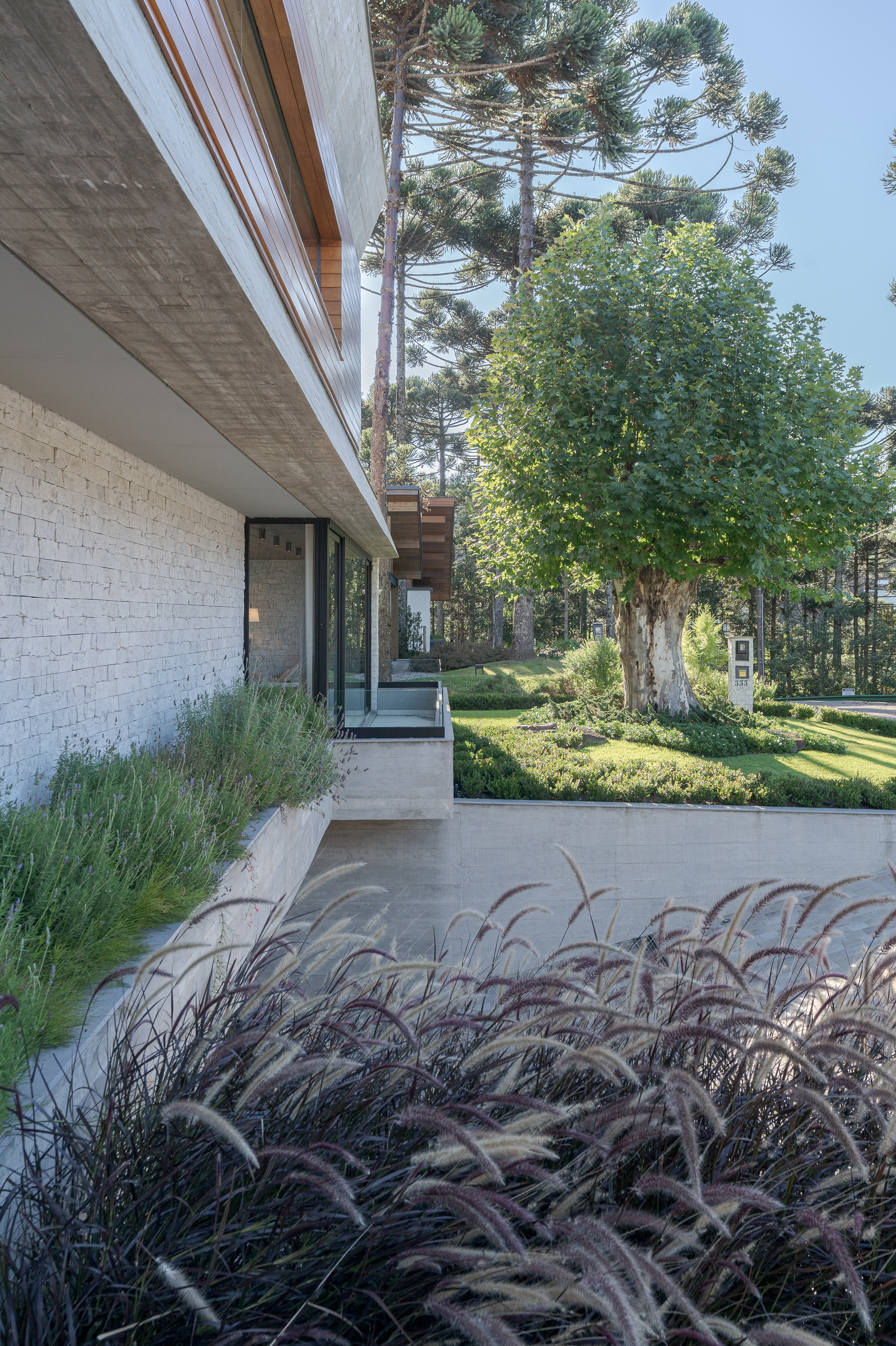 White brick facade with timber soffit above planted beds of ornamental grasses and pine trees