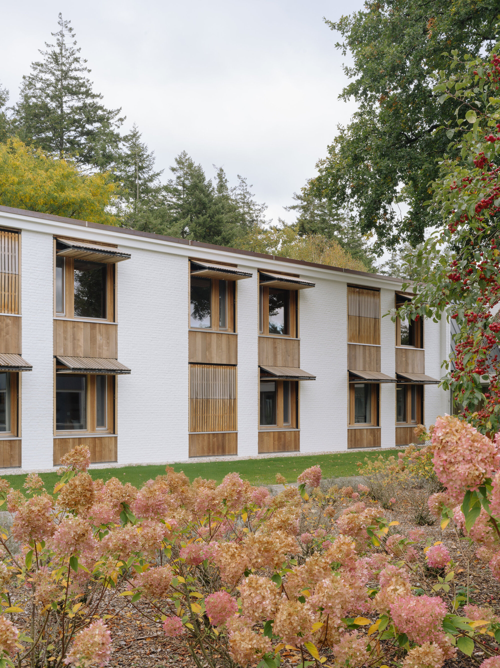 Two-storey facade with timber balconies and slatted screens above a bed of pink autumn hydrangeas