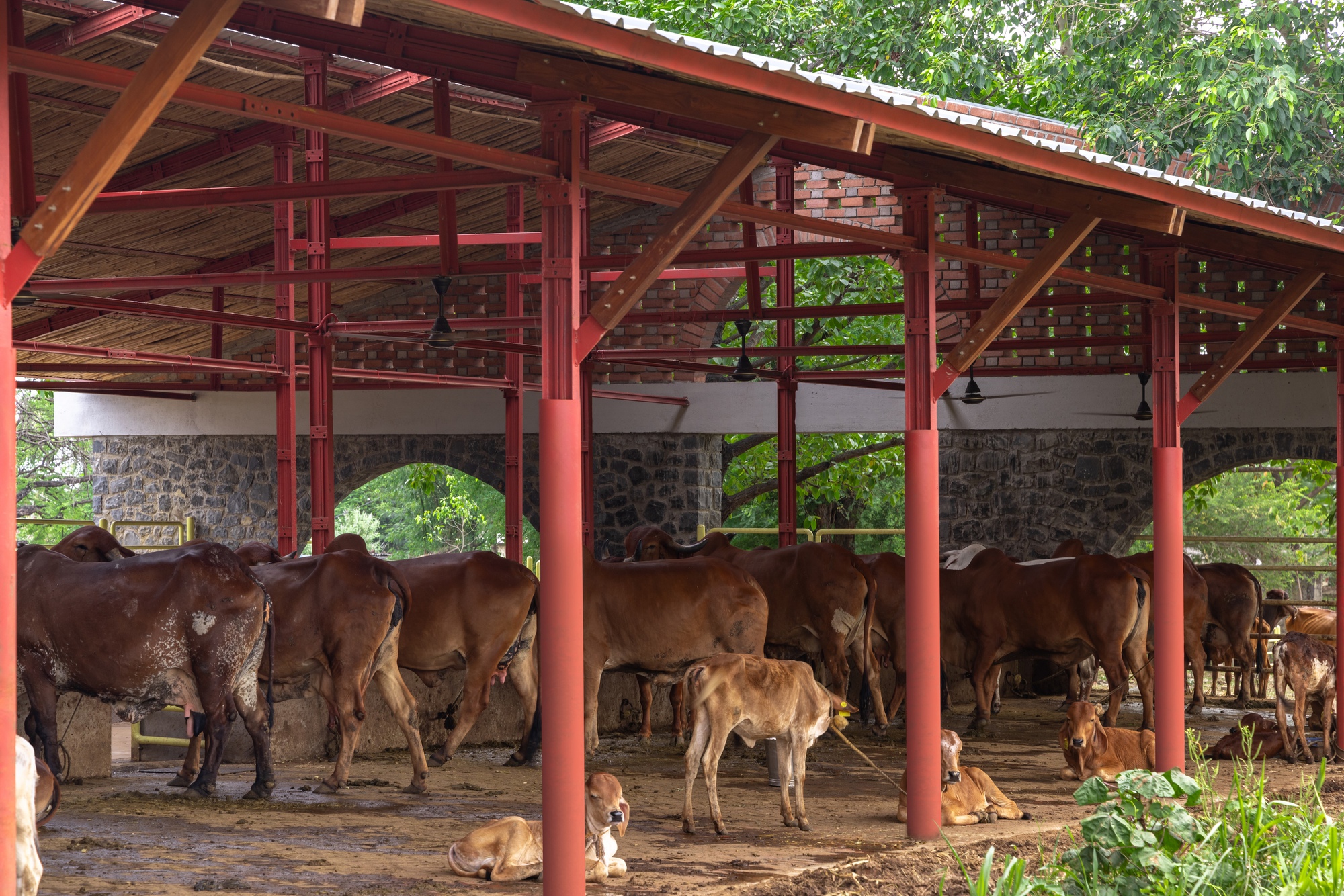 Covered cattle shelter with red steel columns and stone base walls under a sloped roof