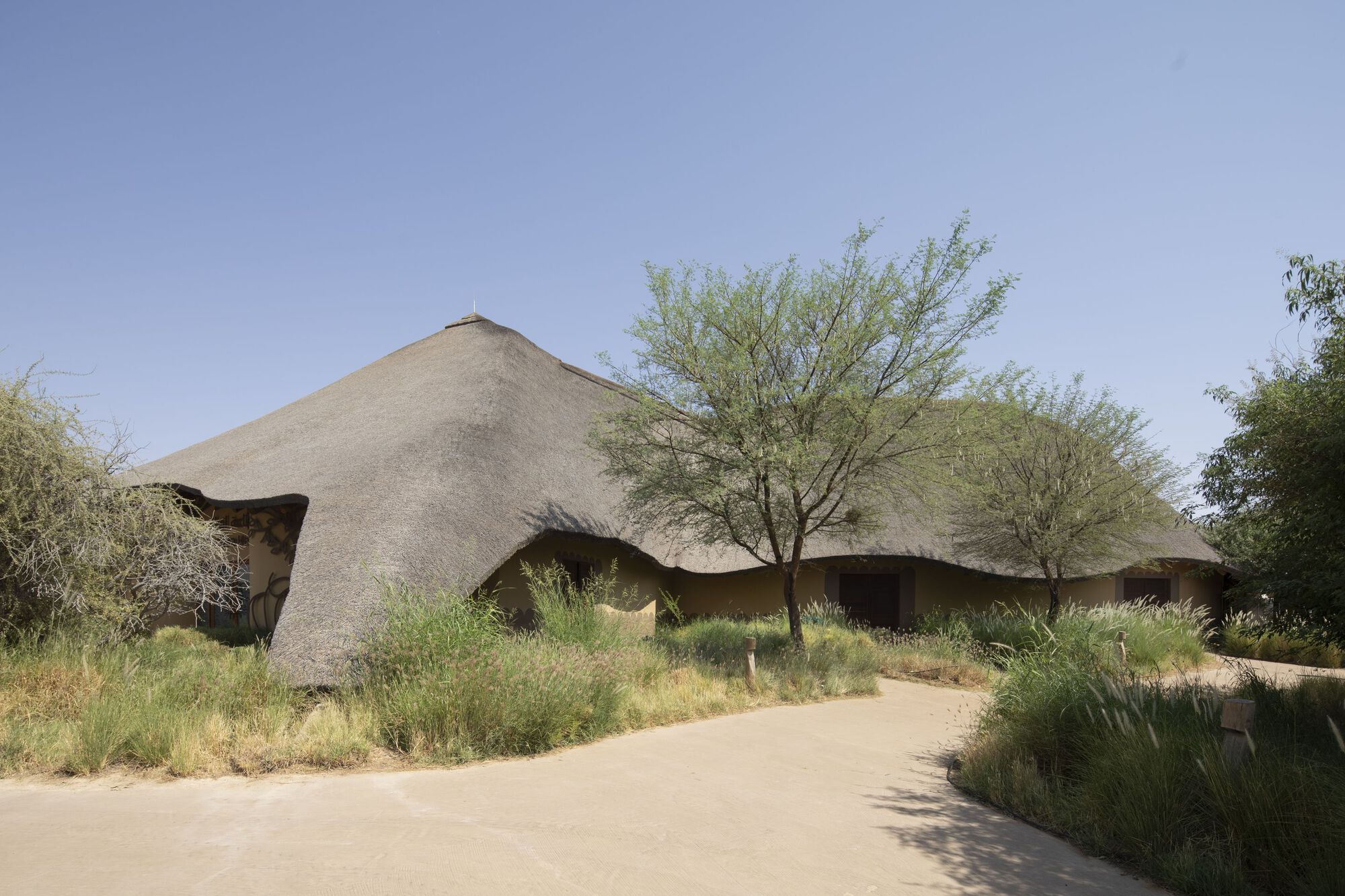 Sweeping thatched roof with curved eaves framed by acacia trees and ornamental grasses