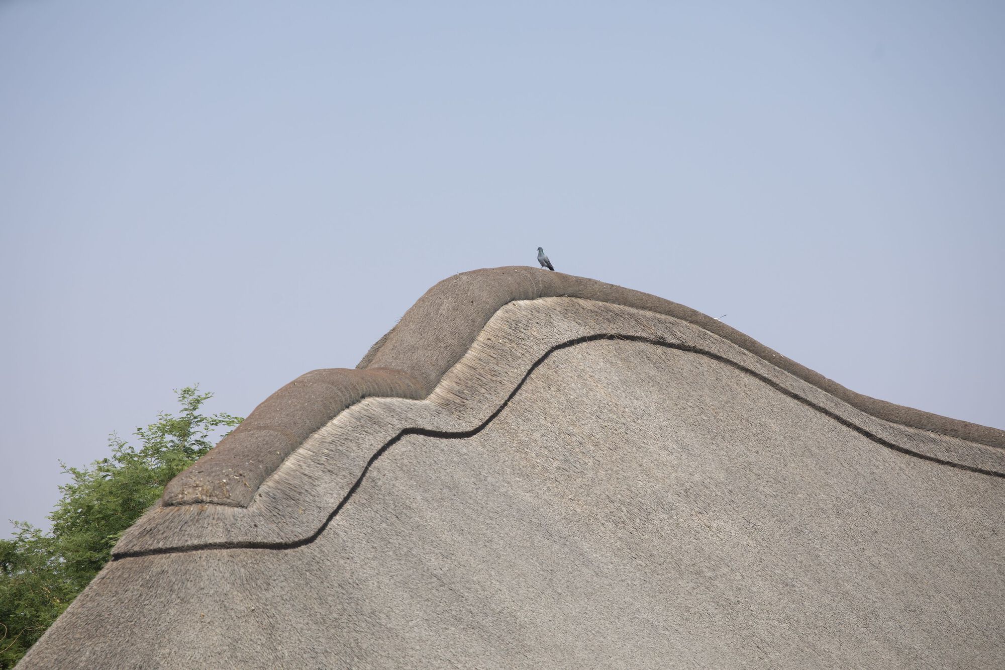 Close-up of undulating thatched roof ridge with a bird perched at the peak