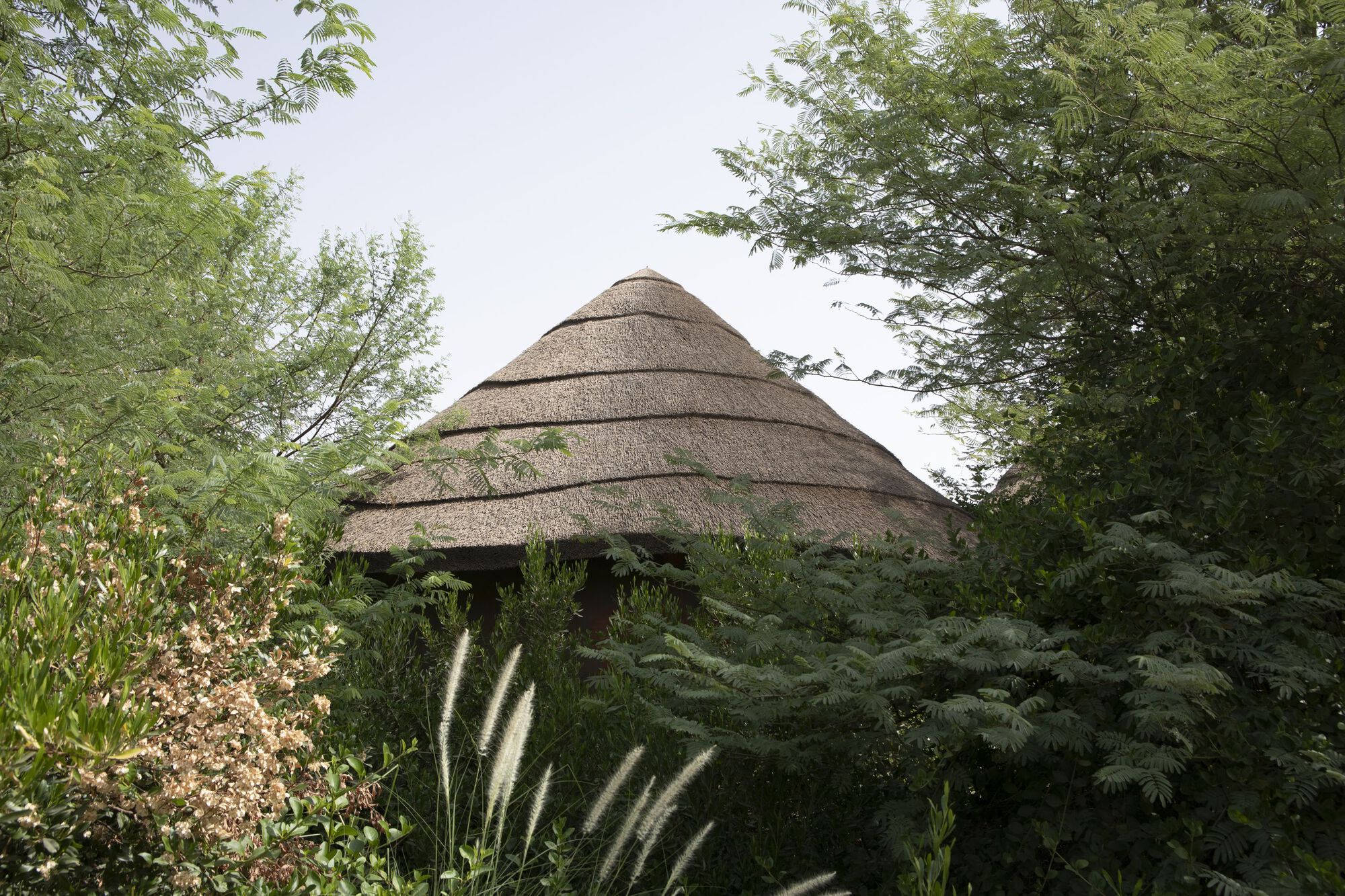 Conical thatched roof rising above dense plantings of ferns and native grasses