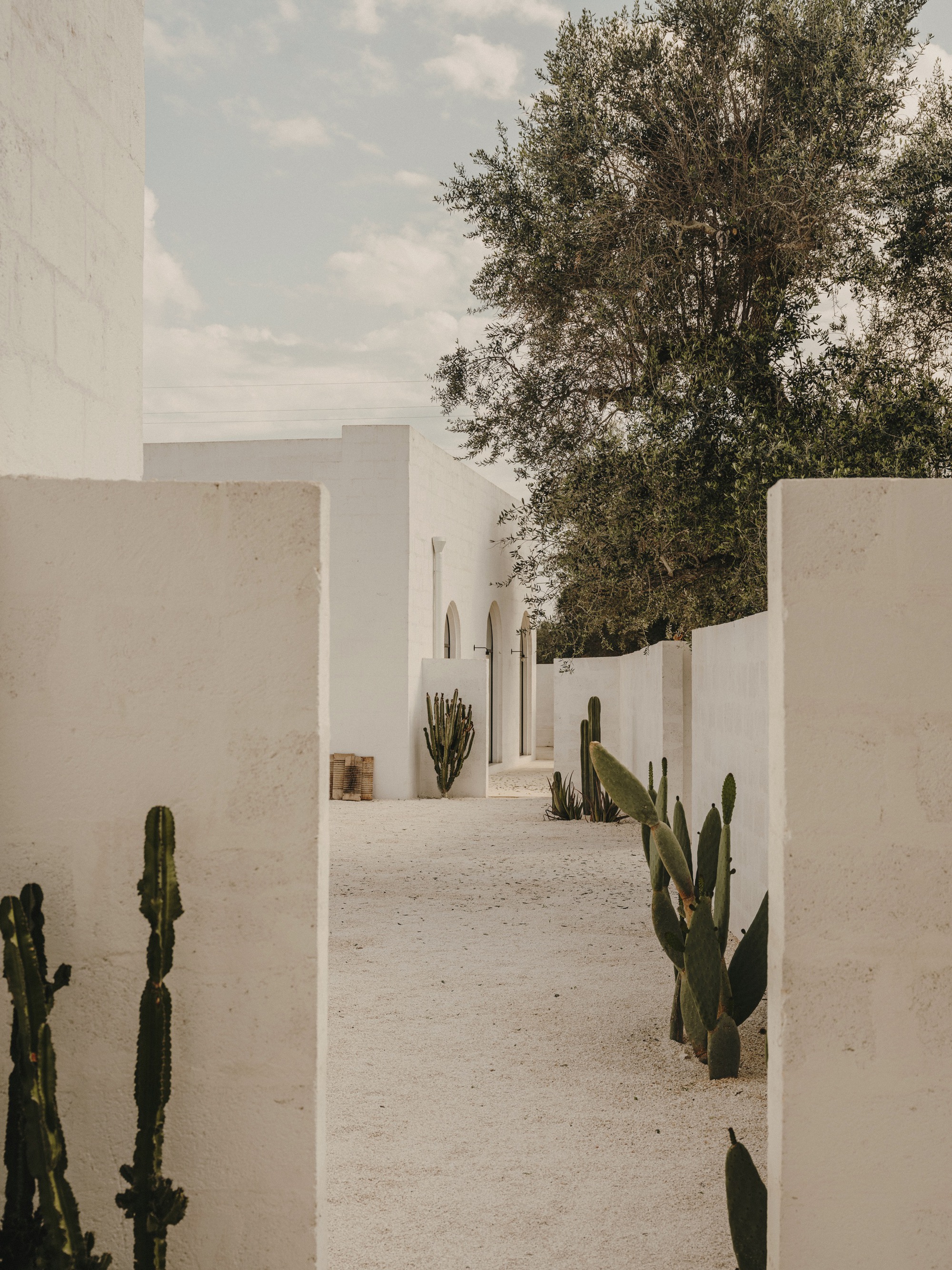 White plastered courtyard pathway framed by thick walls with cacti and olive trees overhead