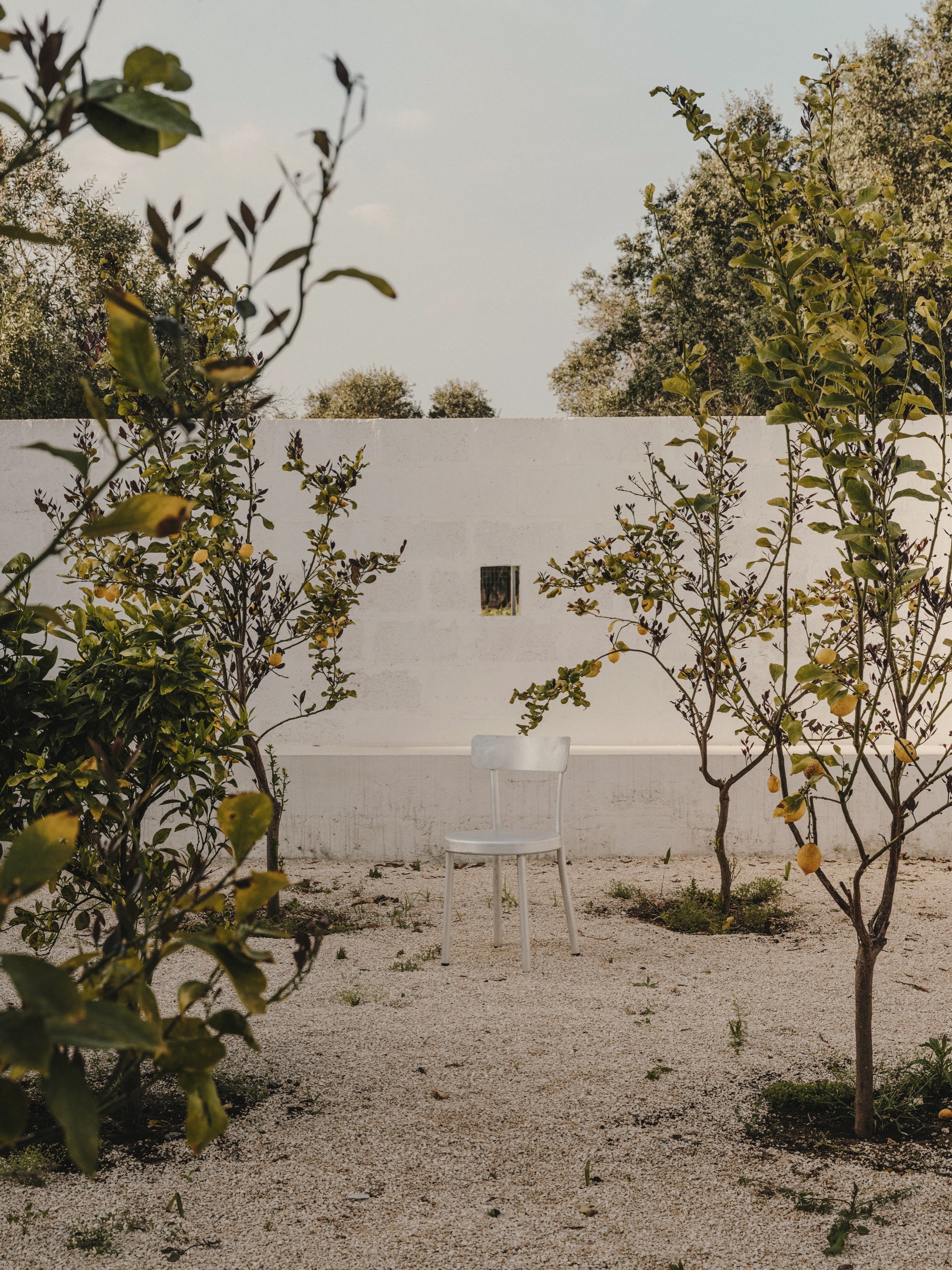 Gravel courtyard with young citrus trees framing a white rendered wall and single window