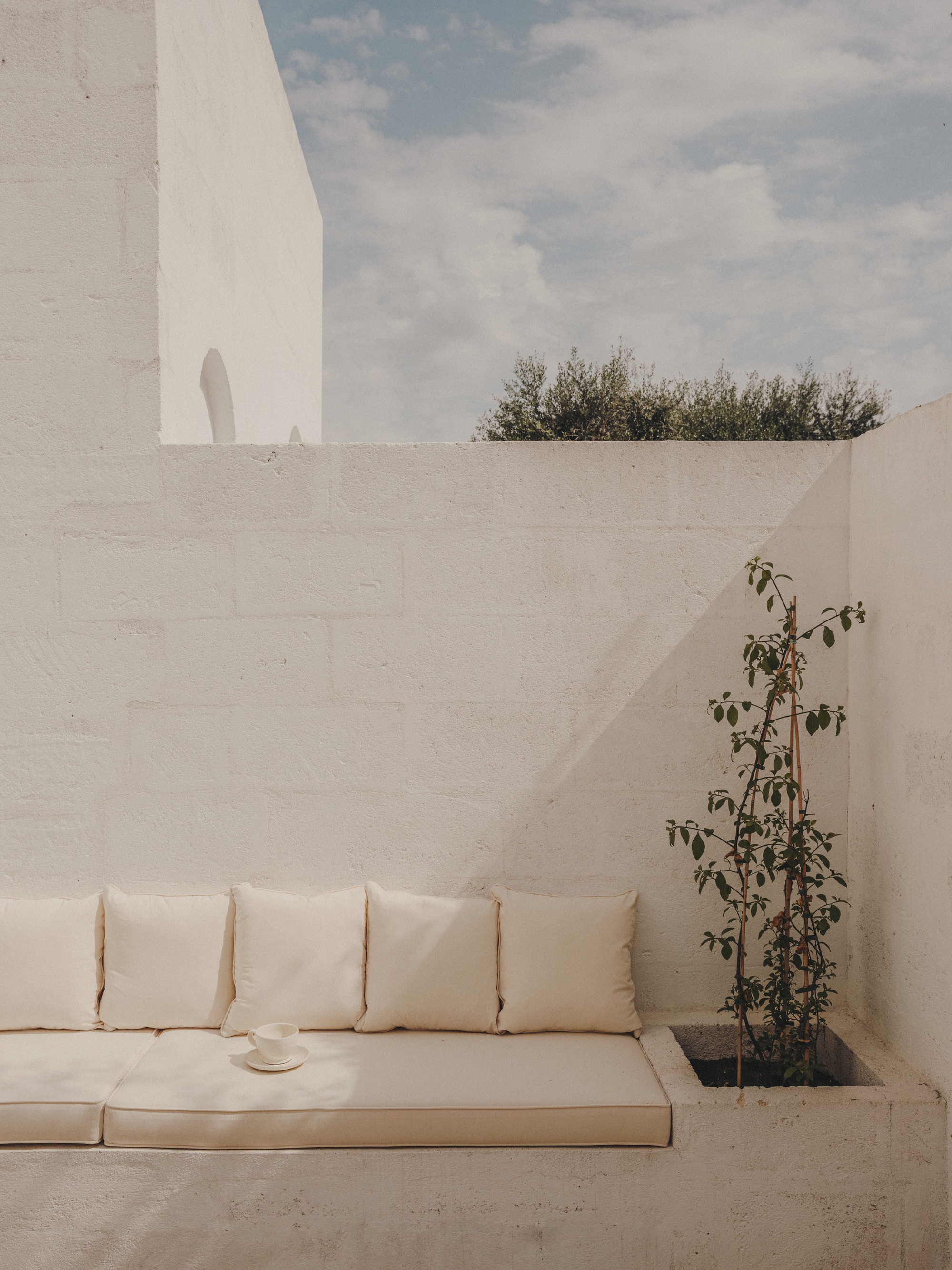 Built-in bench seating in a courtyard corner with climbing vine and olive trees above the wall