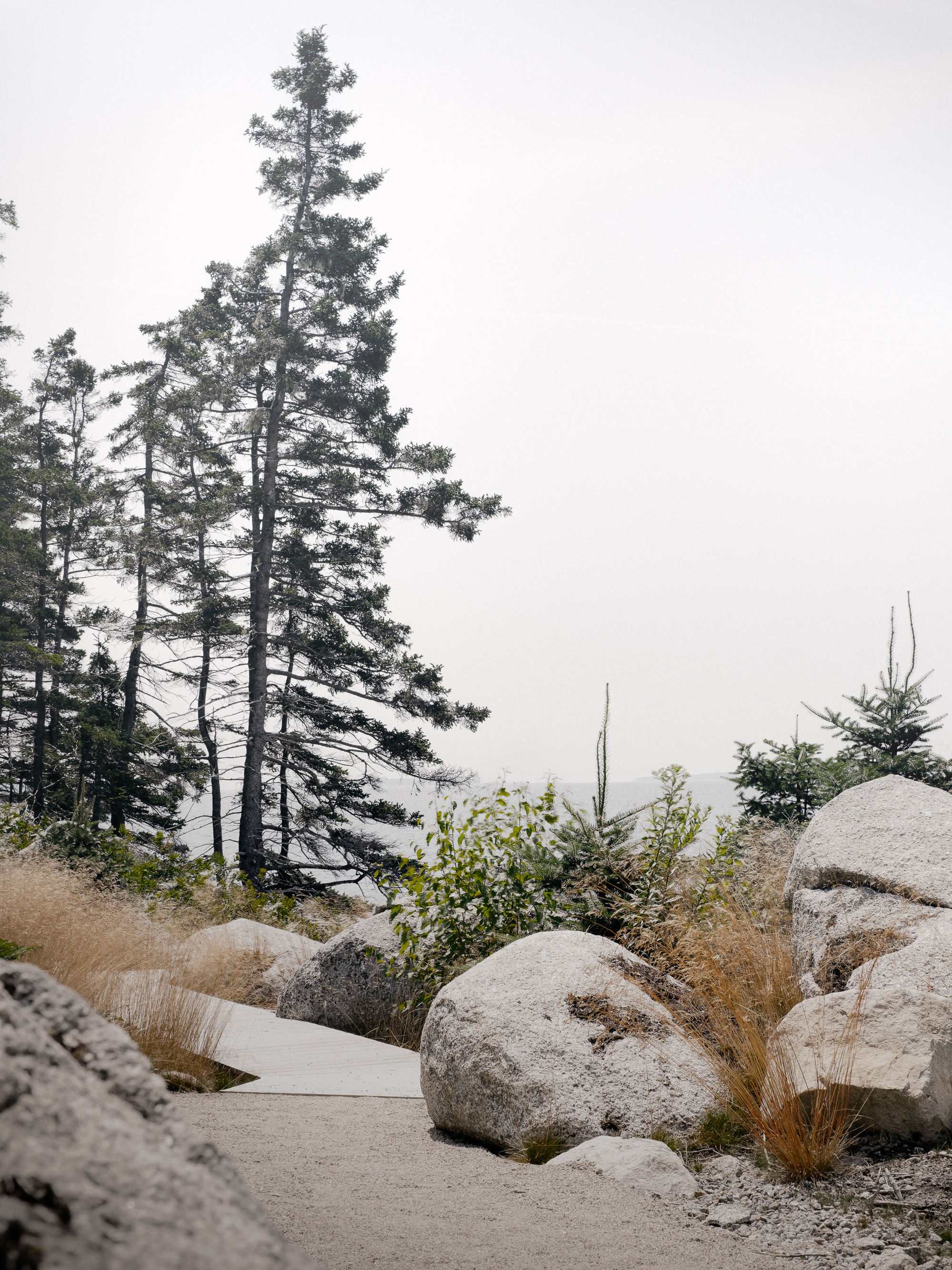Concrete pathway winding through boulders, grasses and evergreens in thick fog