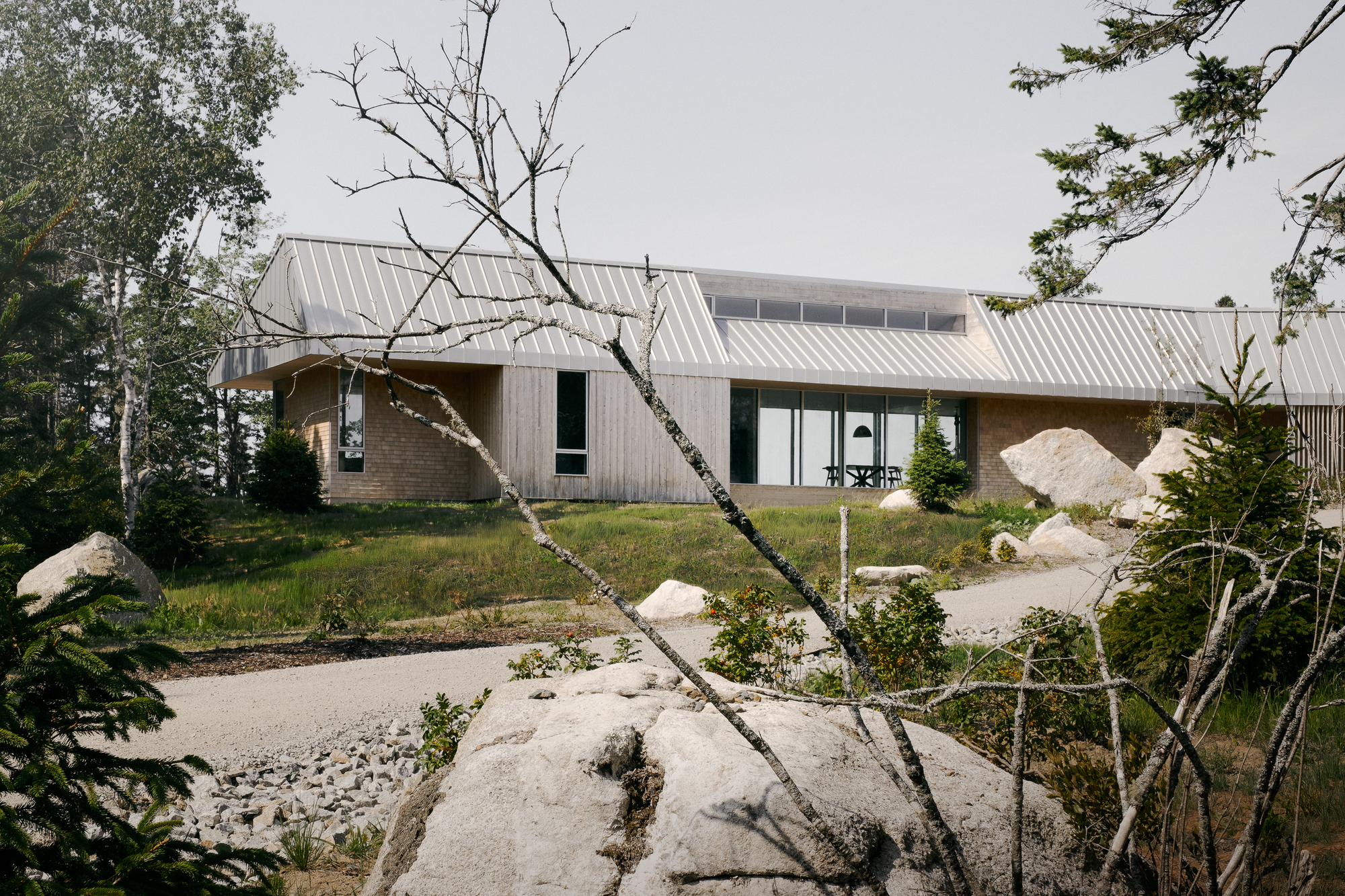 Low-slung metal roof stretching across the landscape with a bare birch in the foreground