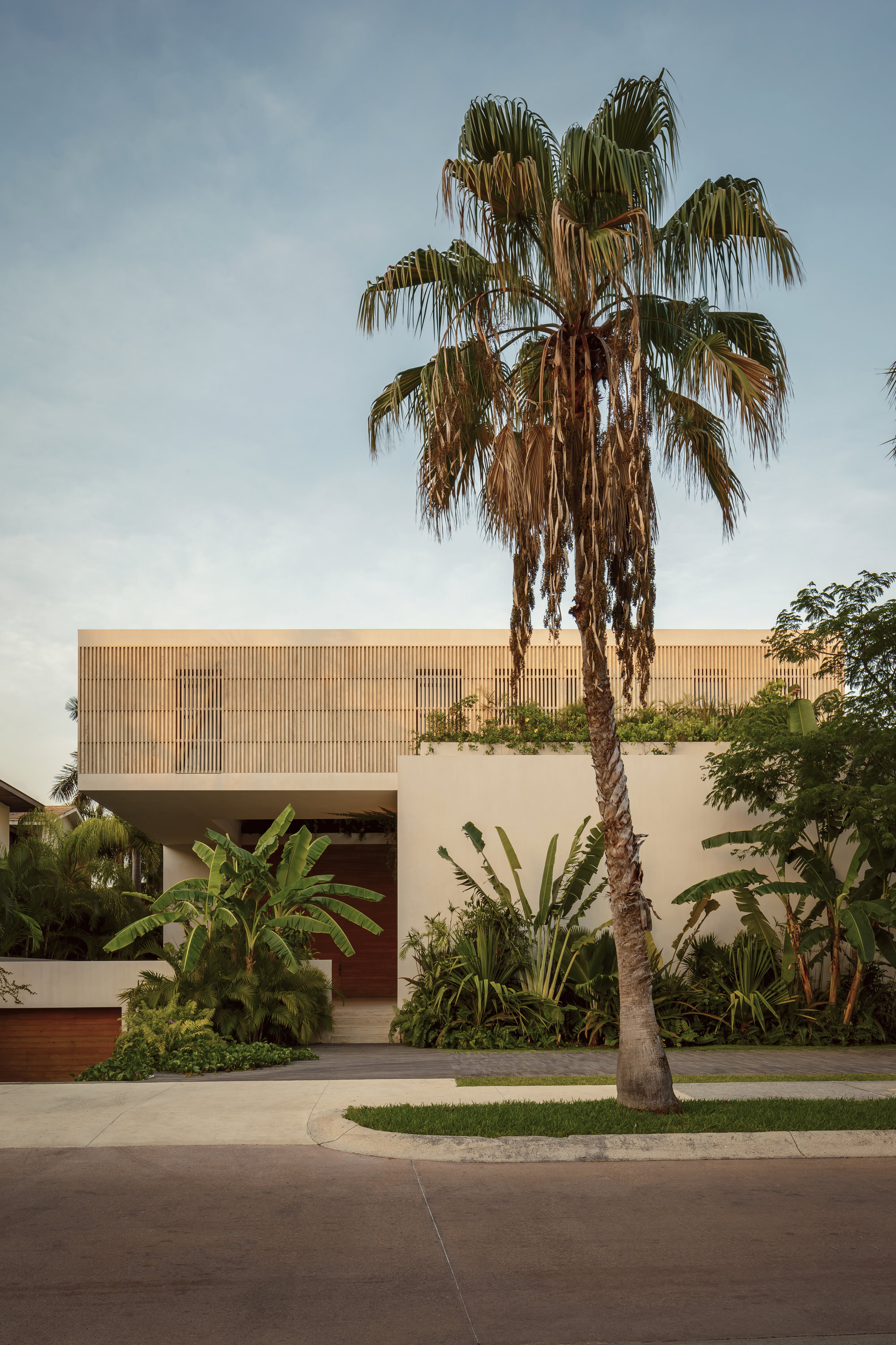 Entry view framed by a mature palm with horizontal timber screen volume above tropical plantings