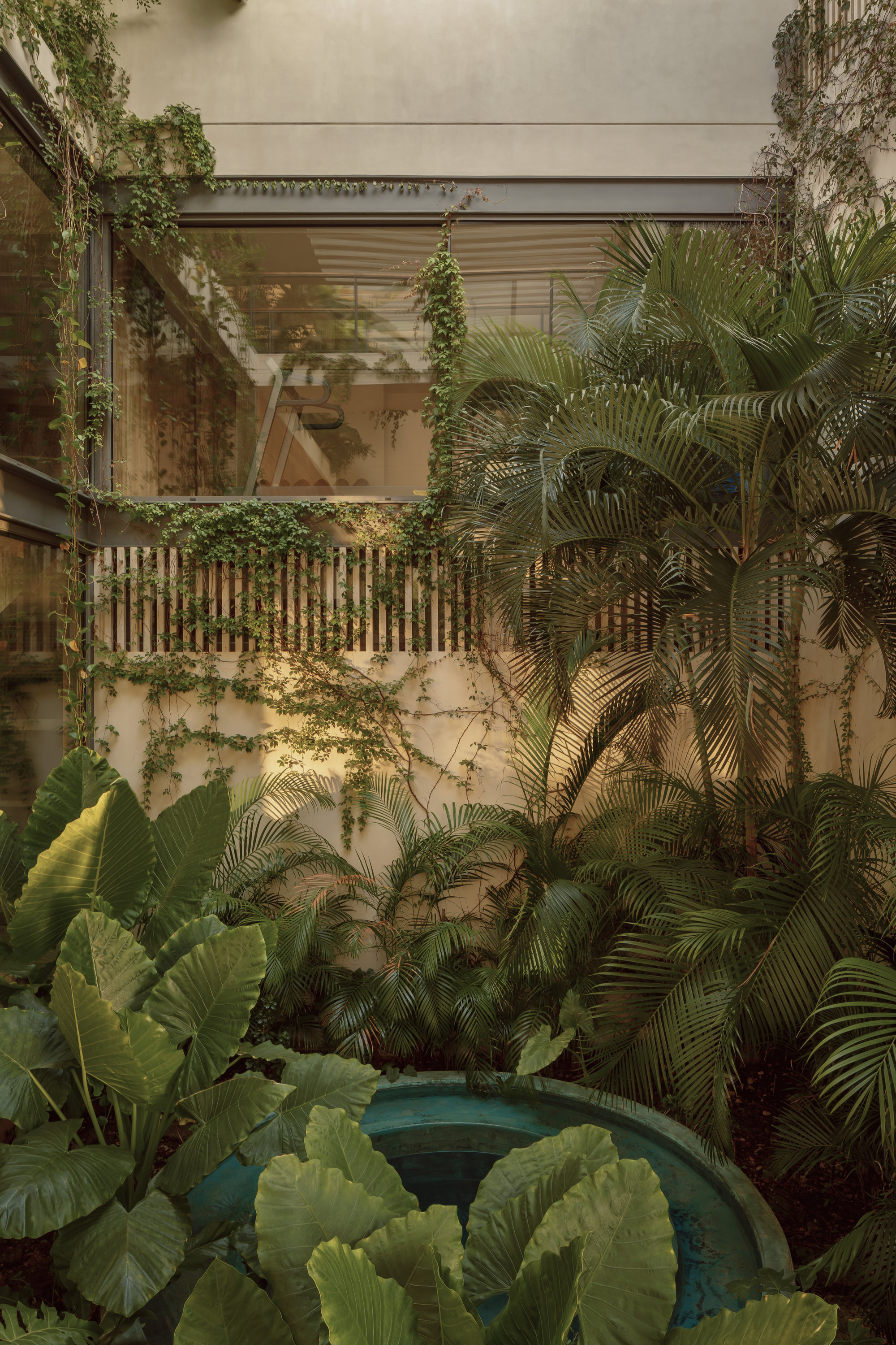 Planted courtyard with teal plunge pool surrounded by palms and banana trees at dusk