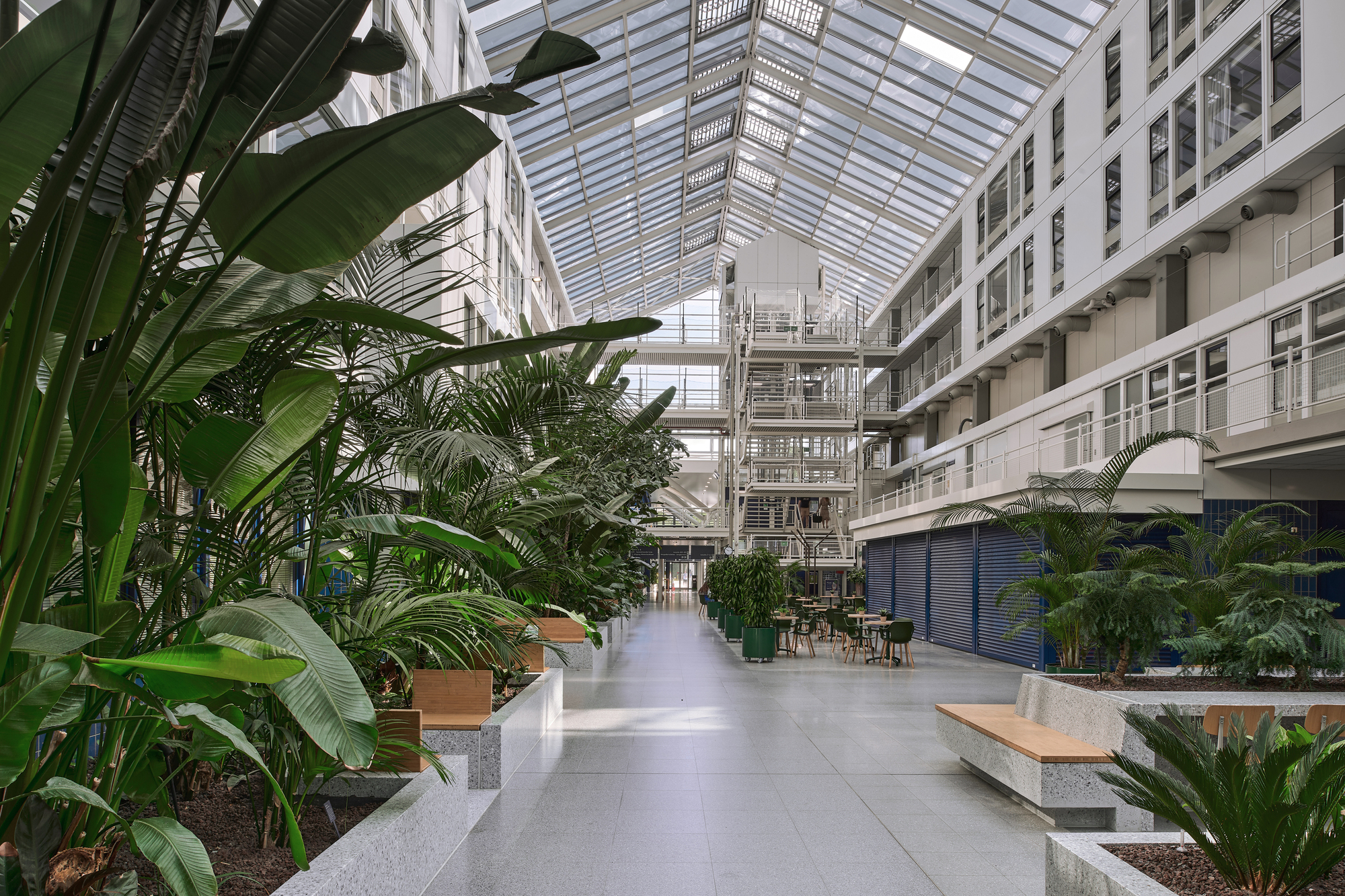 Glazed atrium circulation path flanked by planters with banana leaves and palm trees