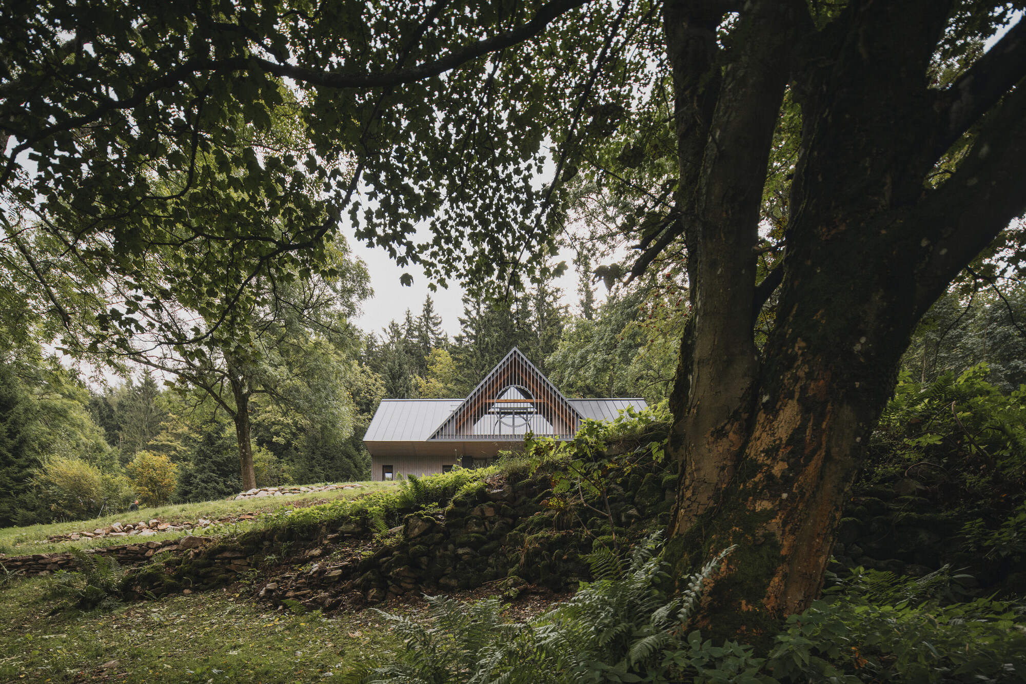 Long view across the sloping meadow with ferns and ancient tree trunks in the foreground