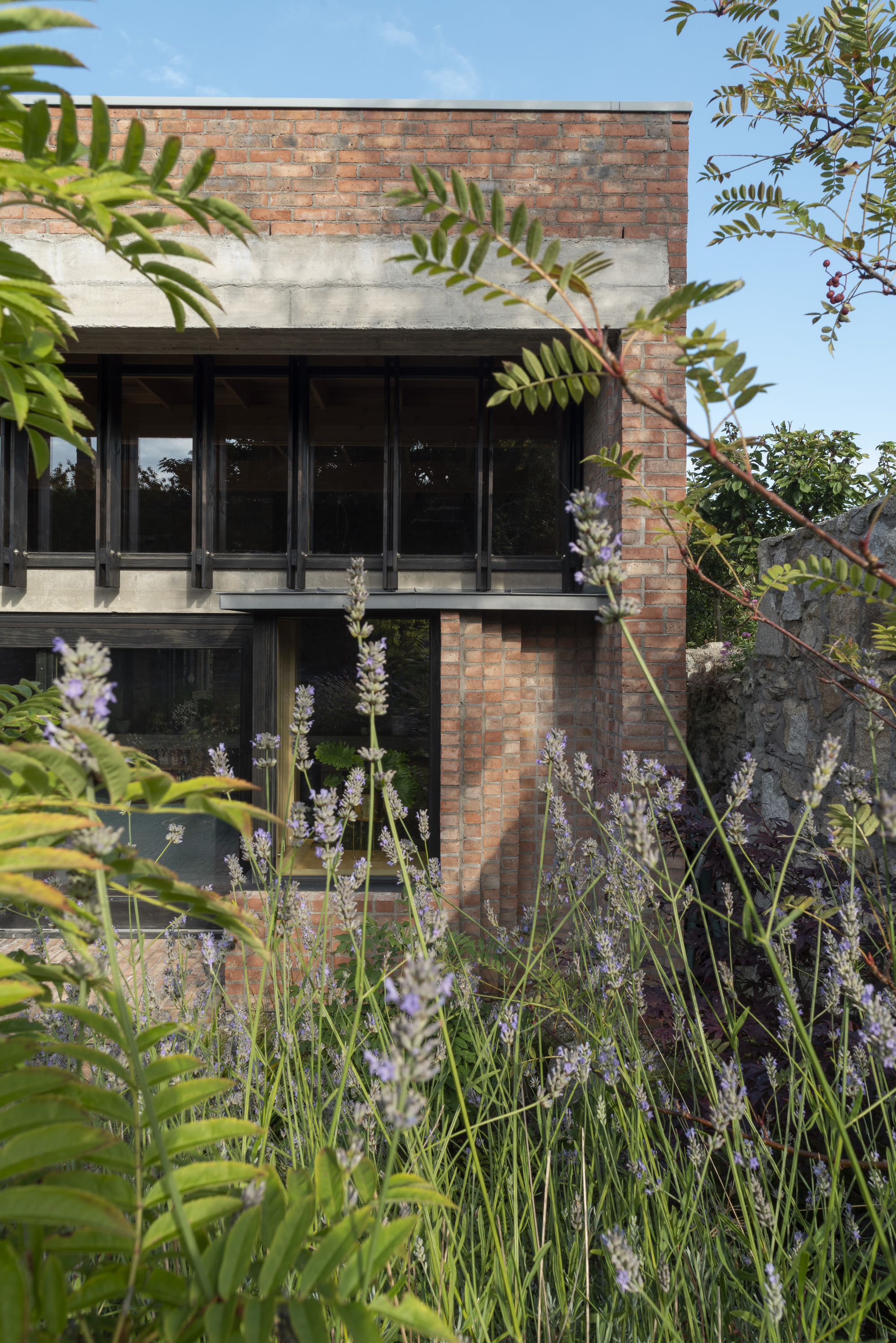 Brick facade with black-framed glazing and concrete band, viewed through purple flowering lavender and ferns