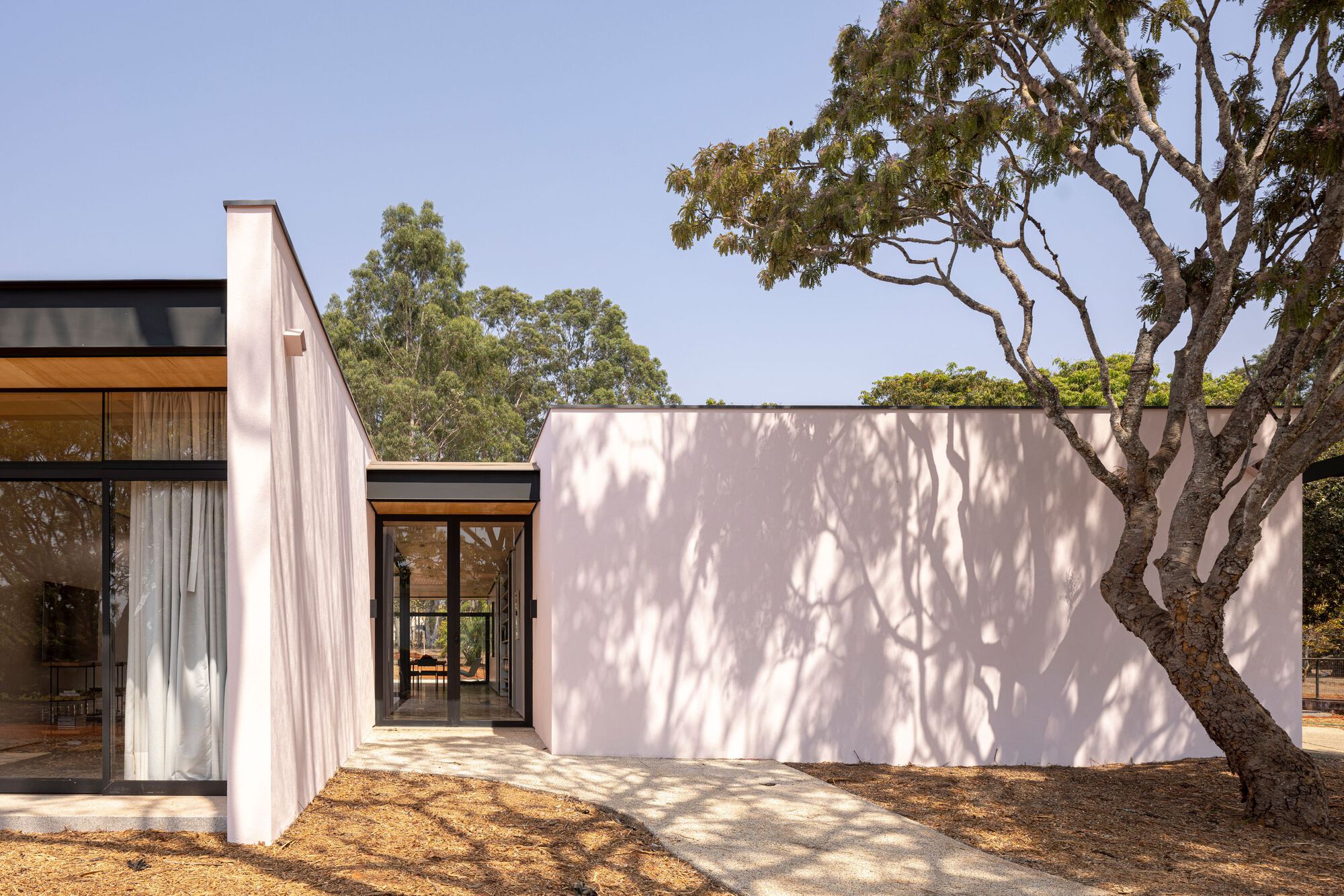 Exterior view of single-storey volumes with timber soffit and mature eucalyptus canopy overhead