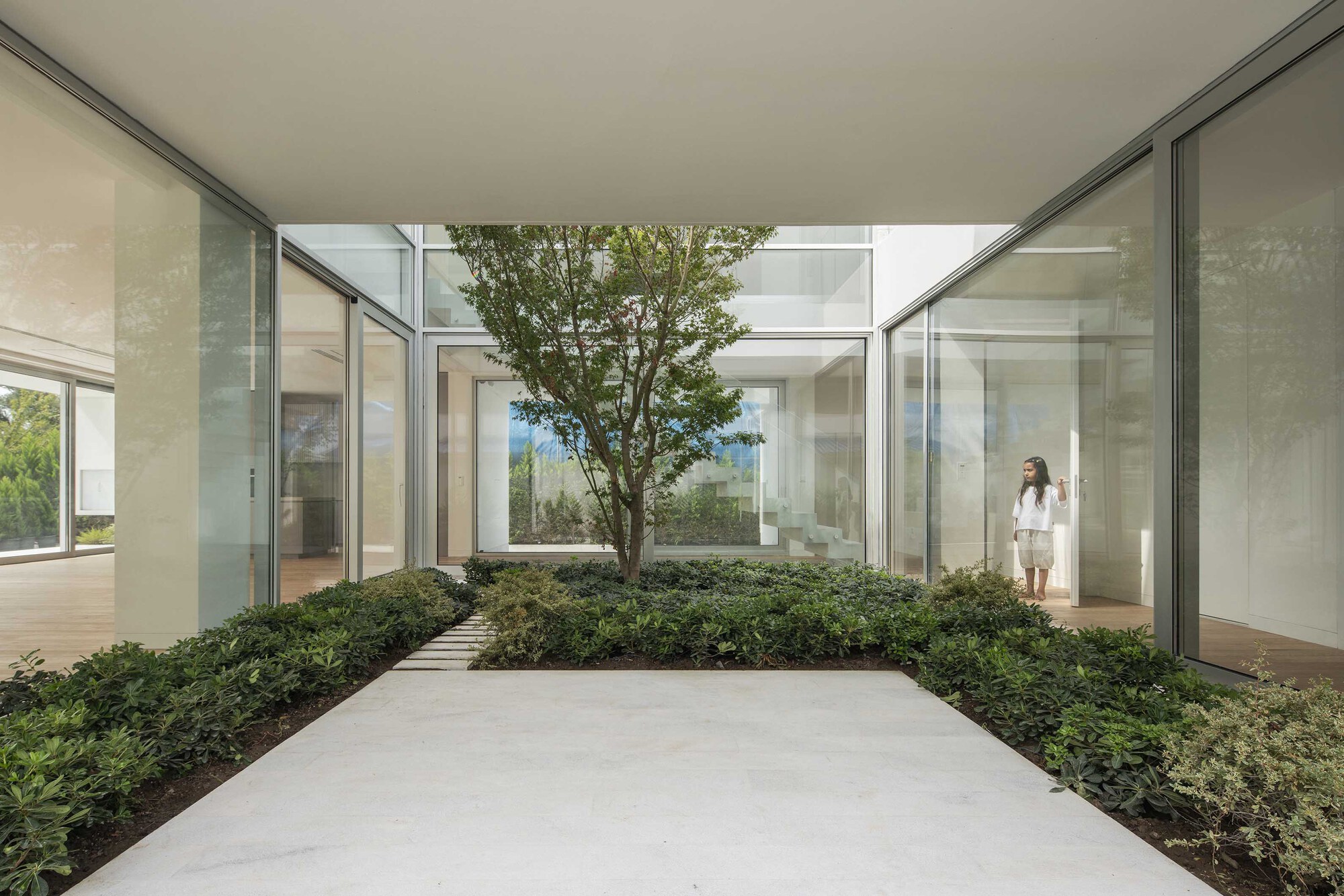 Interior courtyard with mature tree centered in planted beds flanked by floor-to-ceiling glazing