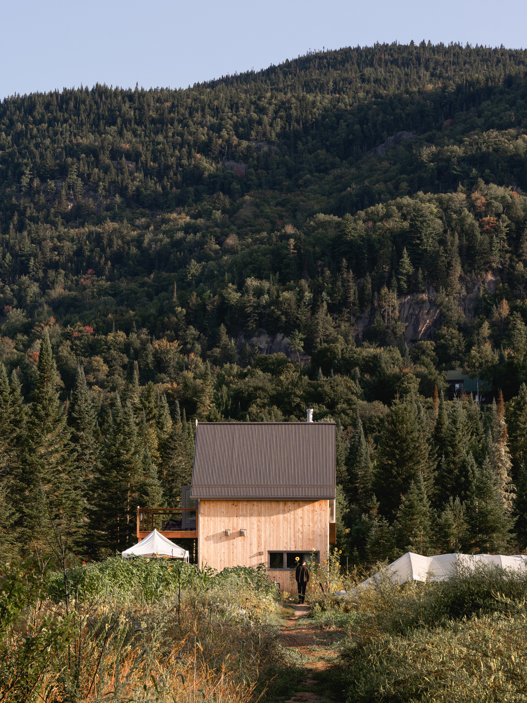 Vertical timber cabin with corrugated metal roof set among dense conifer forest on a sloping hillside