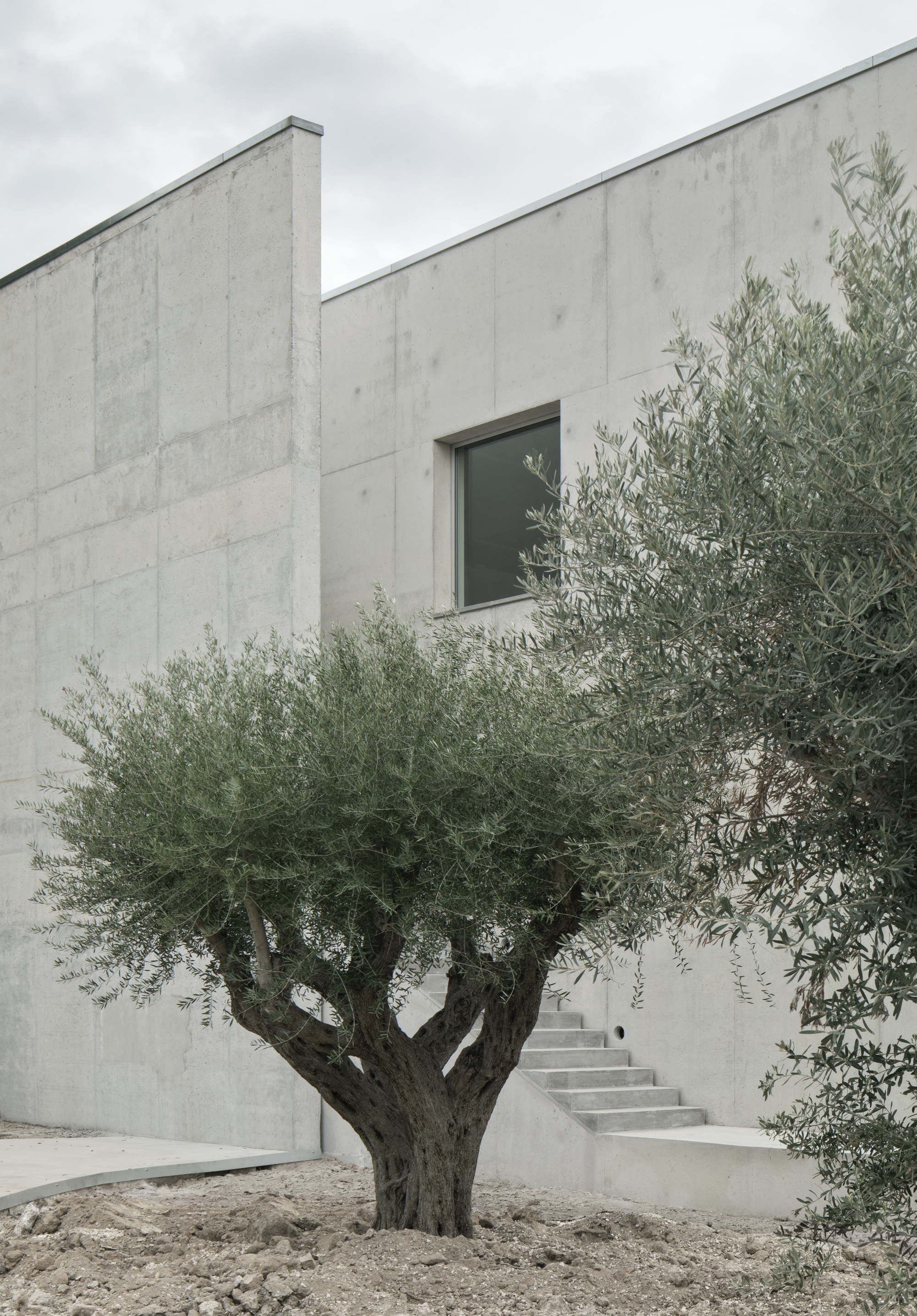 Board-formed concrete facade with recessed window and external staircase framed by an olive tree in gravel