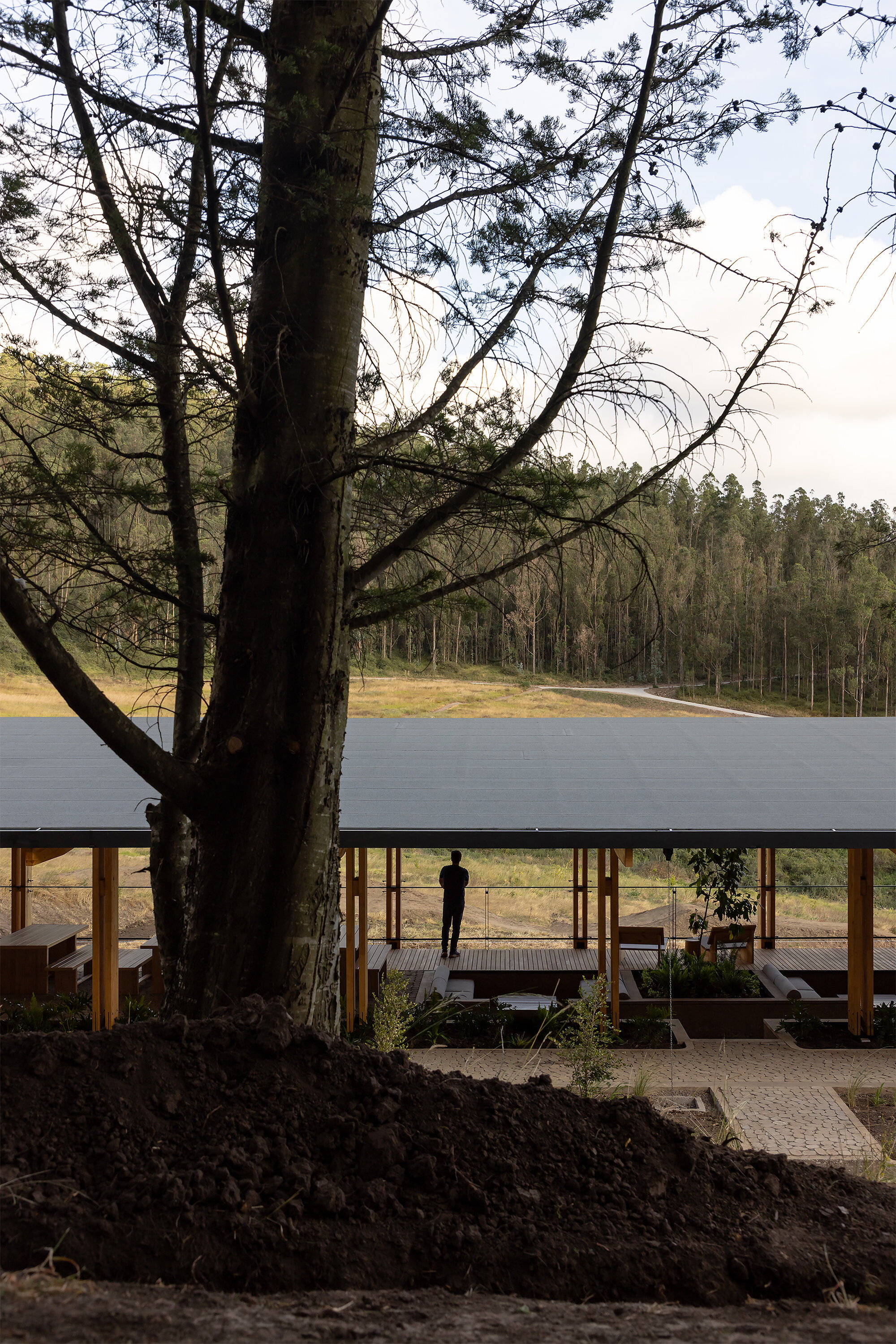 Broad roof canopy sheltering a paved terrace framed by an existing pine tree and forested hills