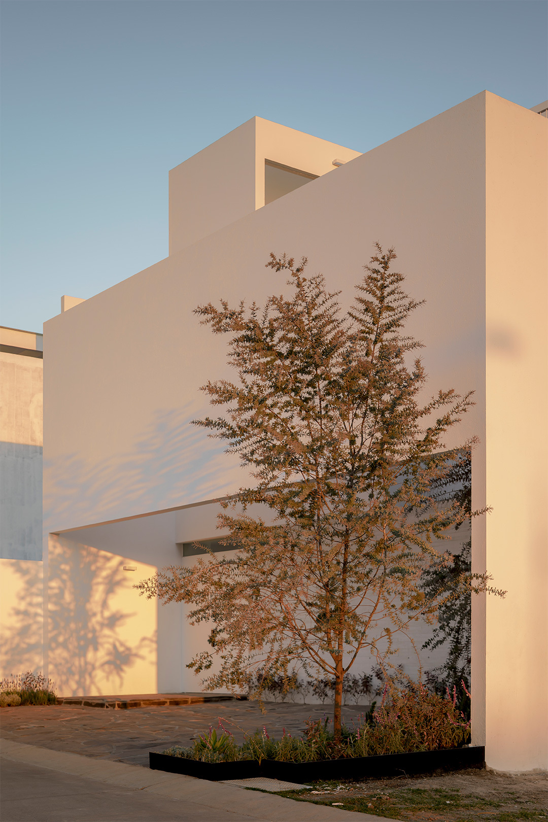 Courtyard with a deciduous tree framed by white stucco walls at golden hour