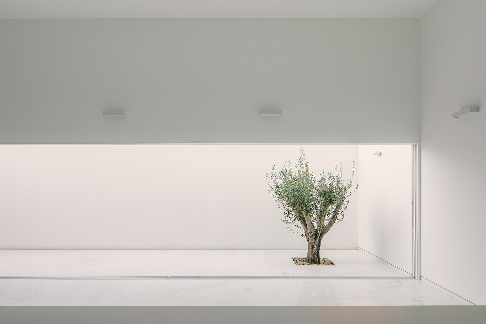 White courtyard with horizontal window slot framing a single olive tree in soft daylight