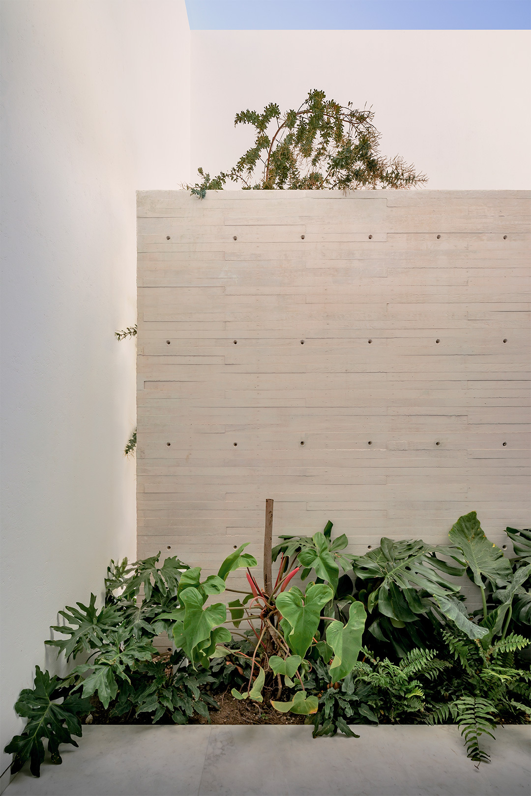 Board-formed concrete wall with planted bed of ferns and broad-leaf tropicals at dusk